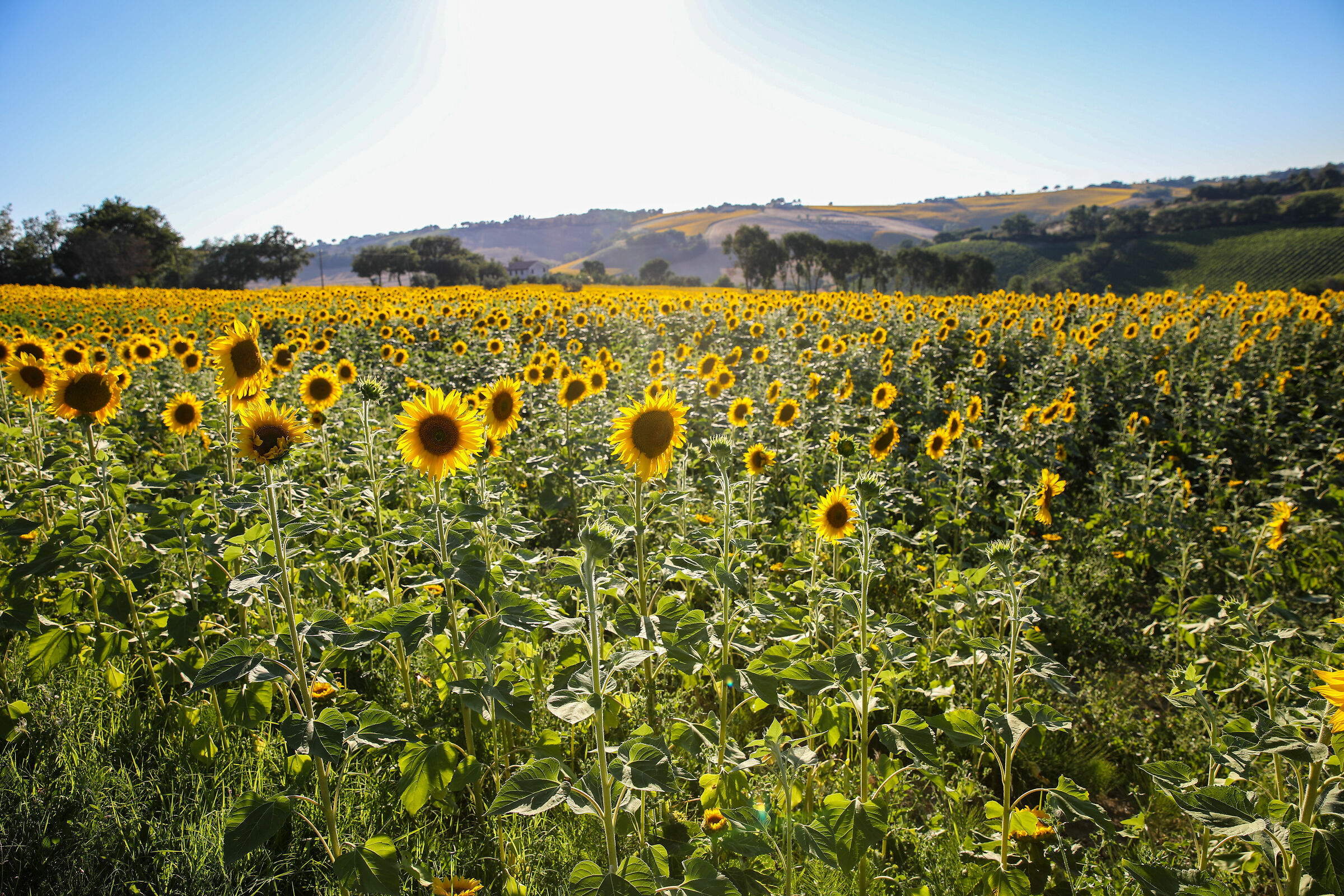 Field of sunflowers