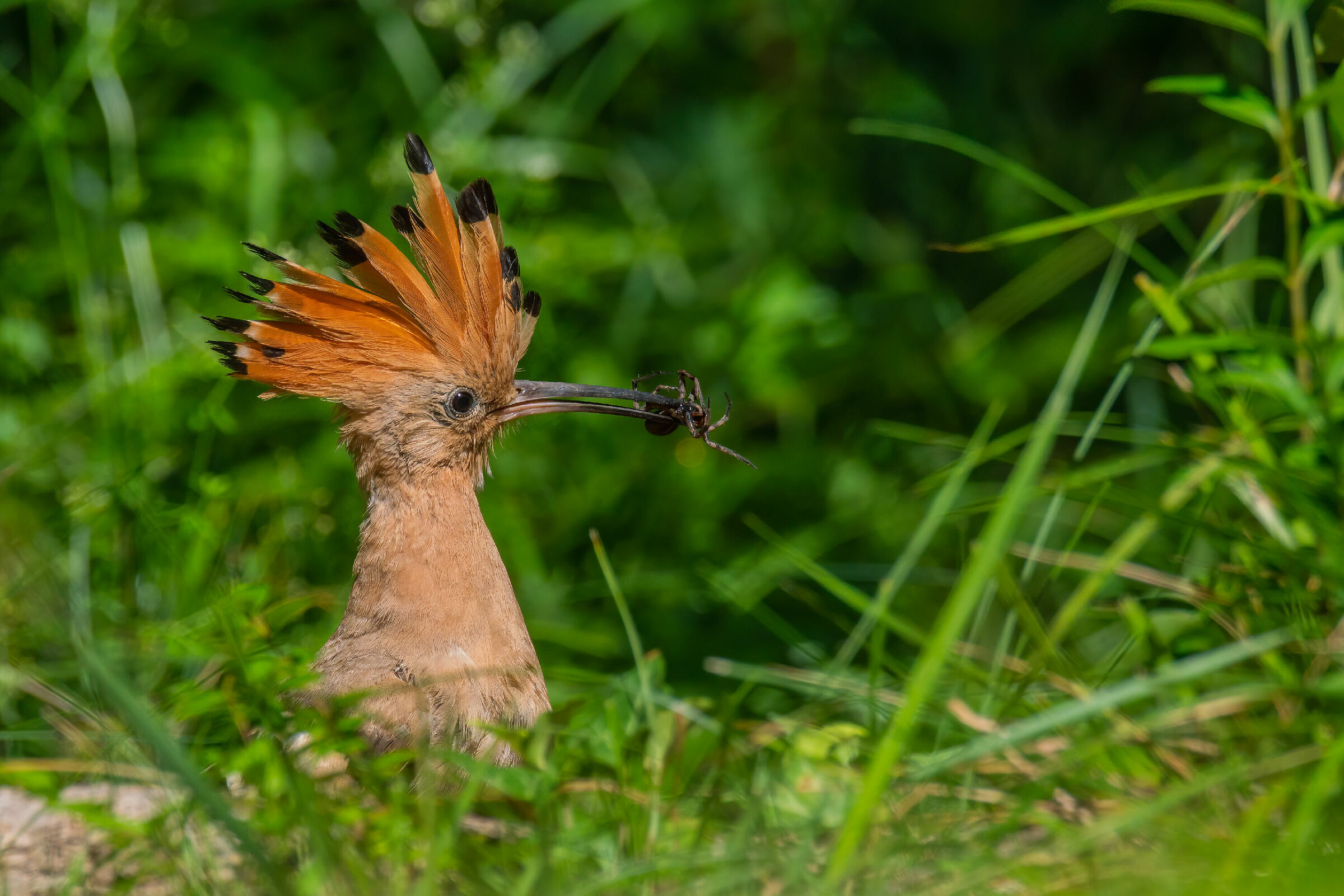 Hoopoe