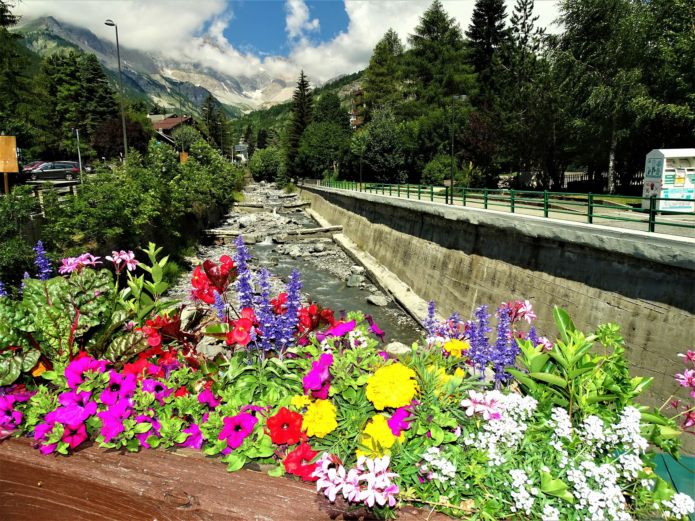 mountain flowers at bardonecchia!!!