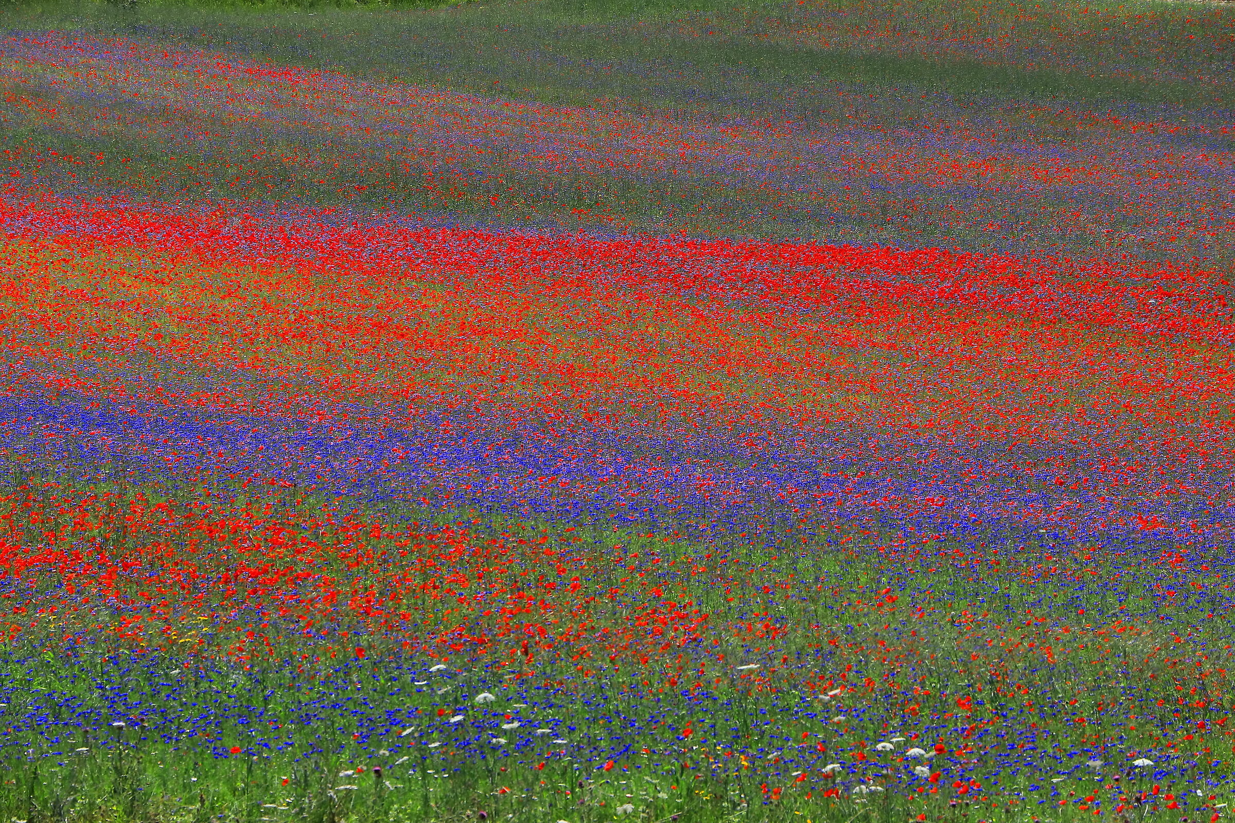 The colors of Castelluccio