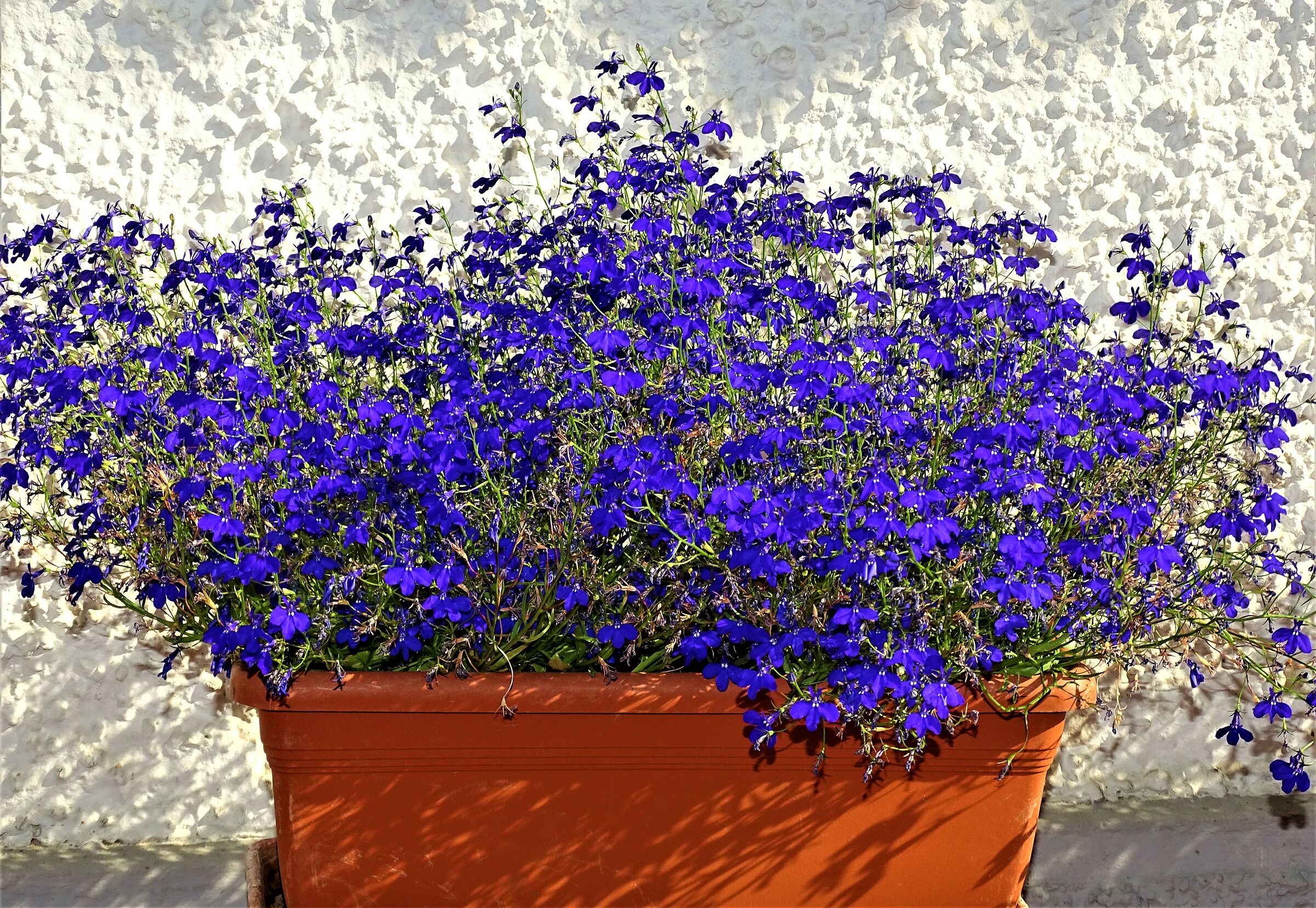 spettacolo di fiori..