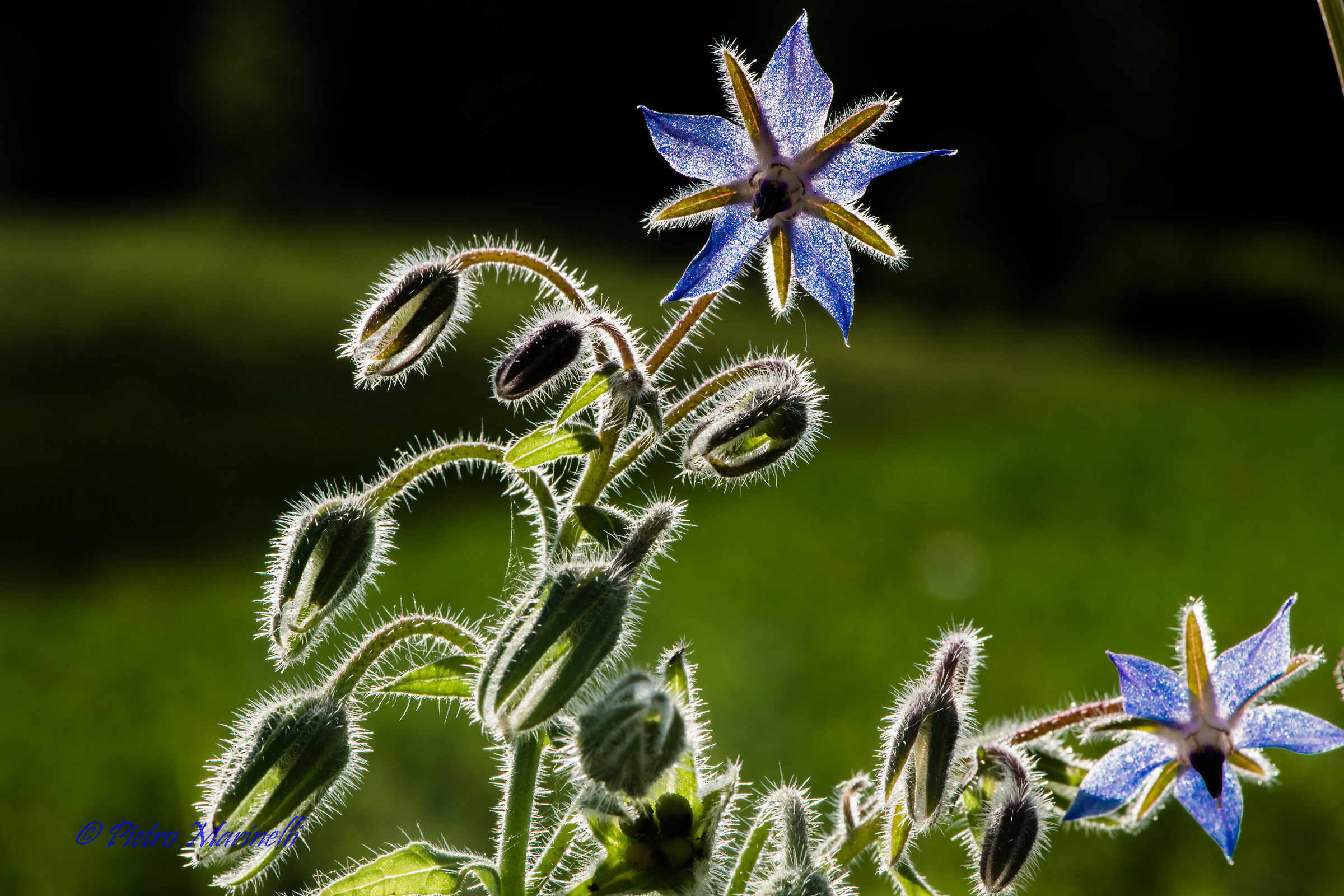 Borage
