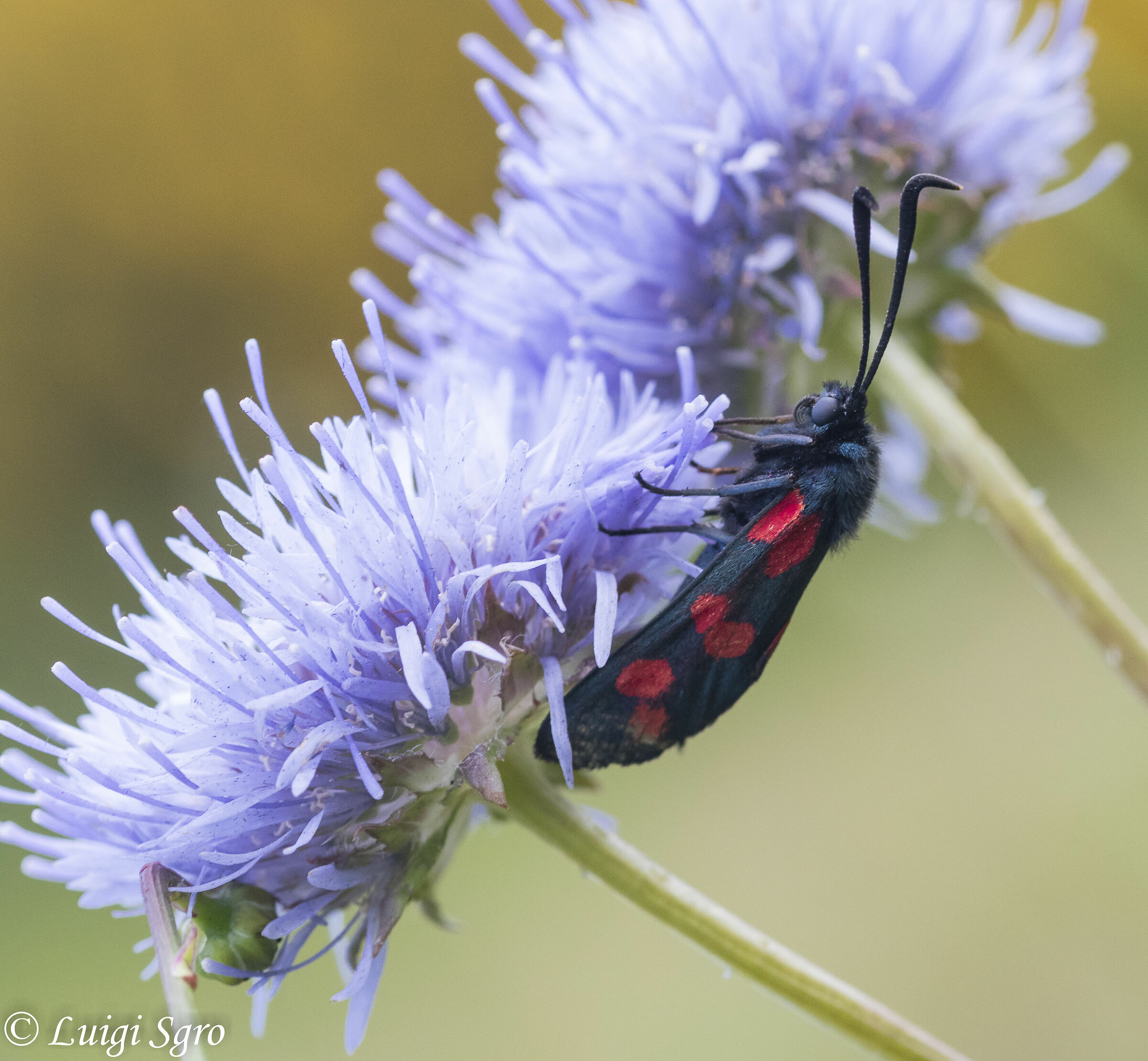 Zygaena