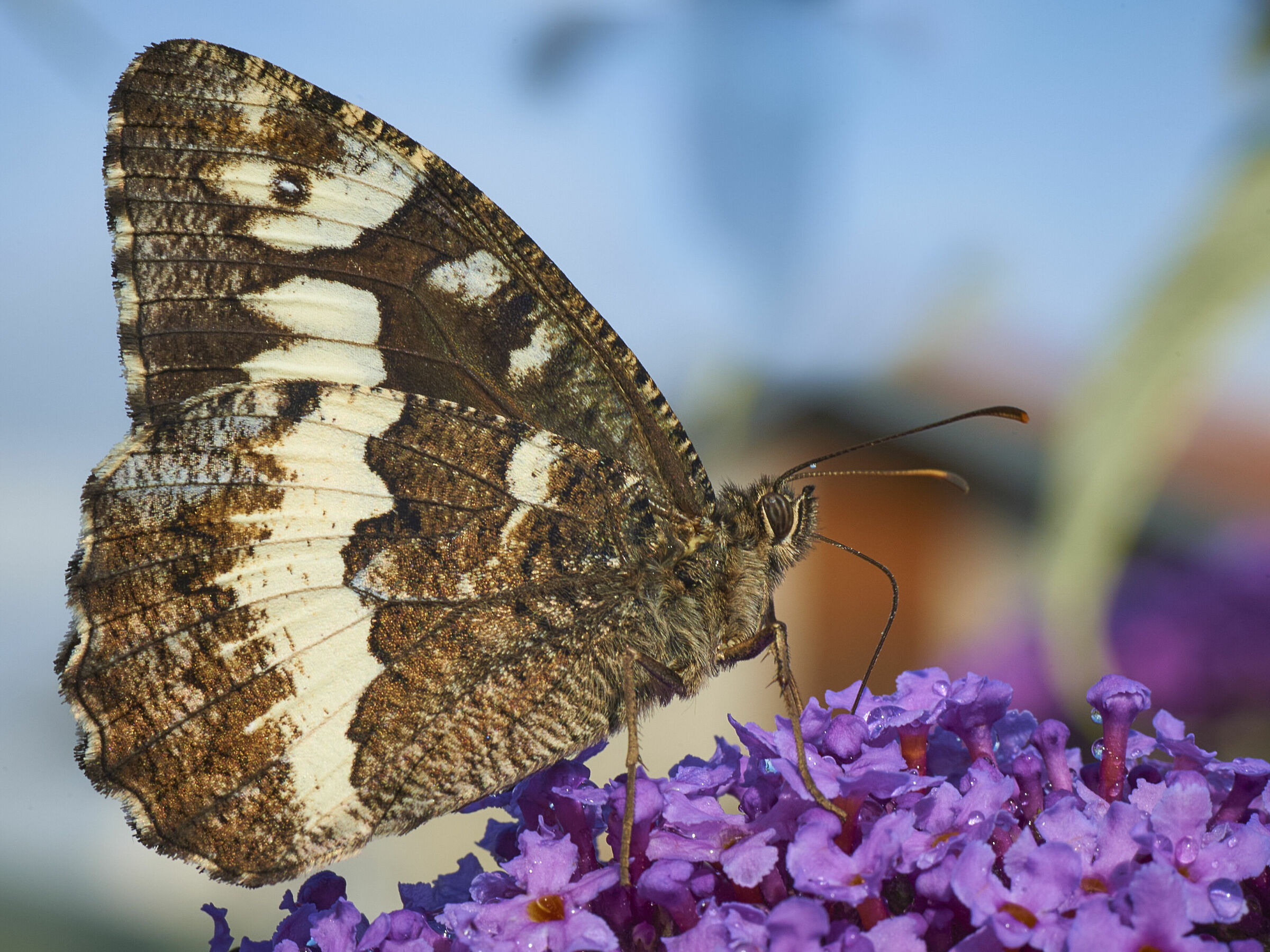 Passato il temporale...