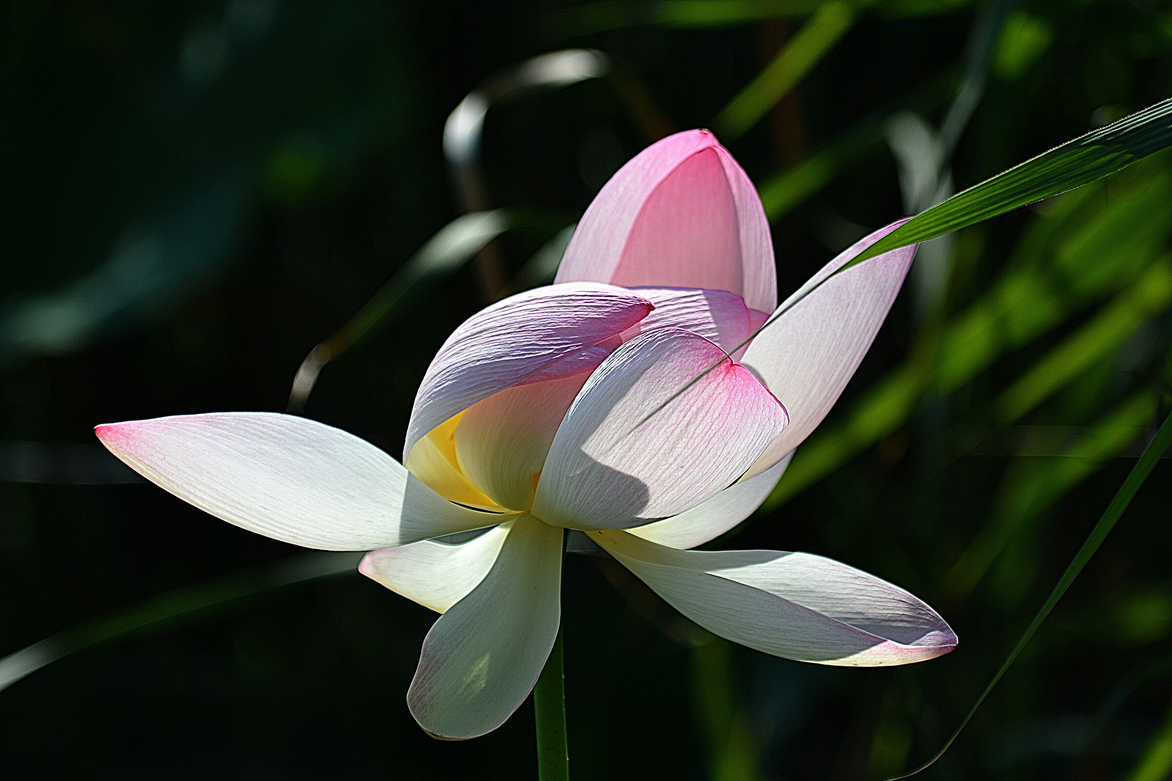 lotus flower