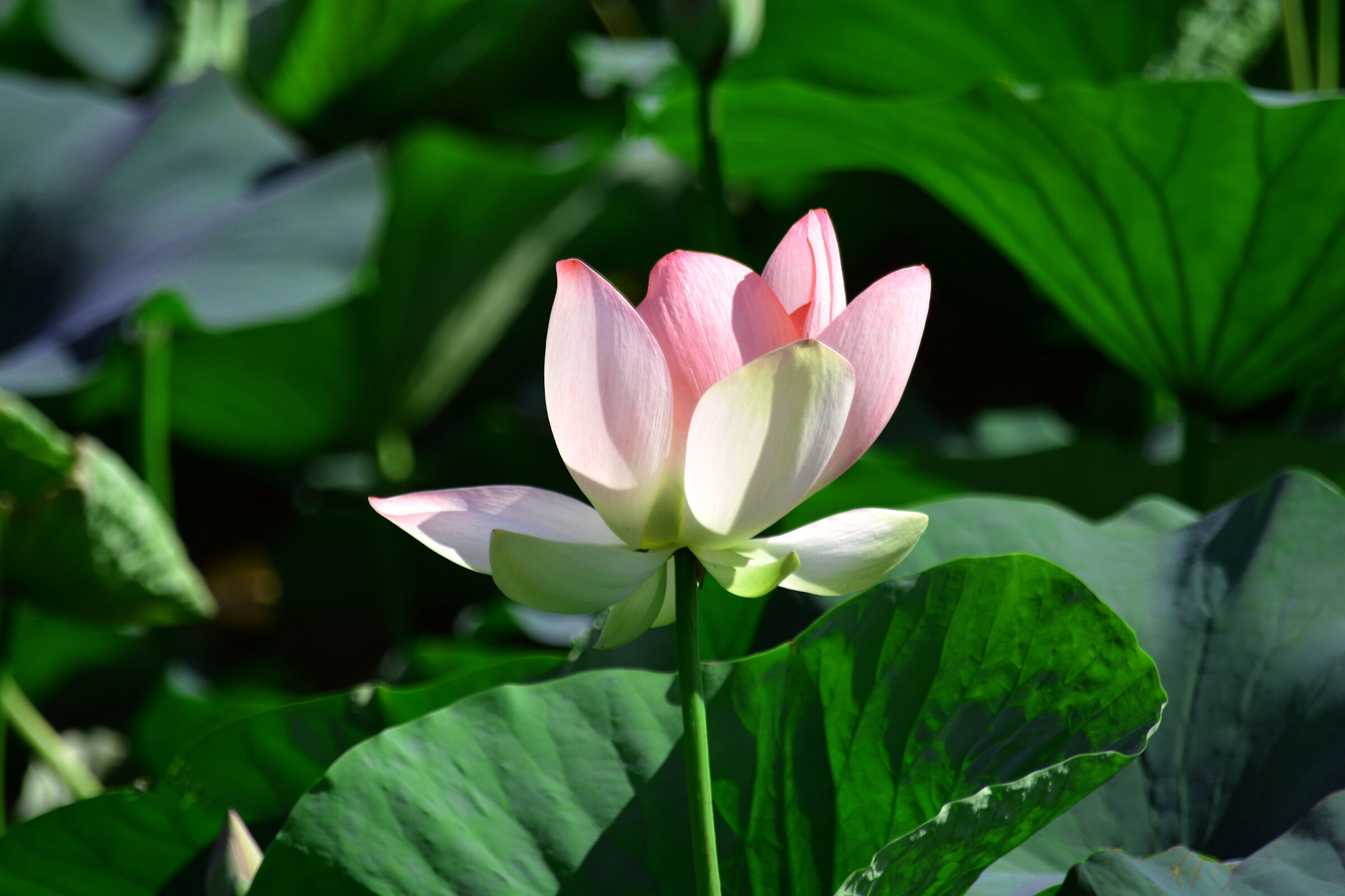 lotus flower