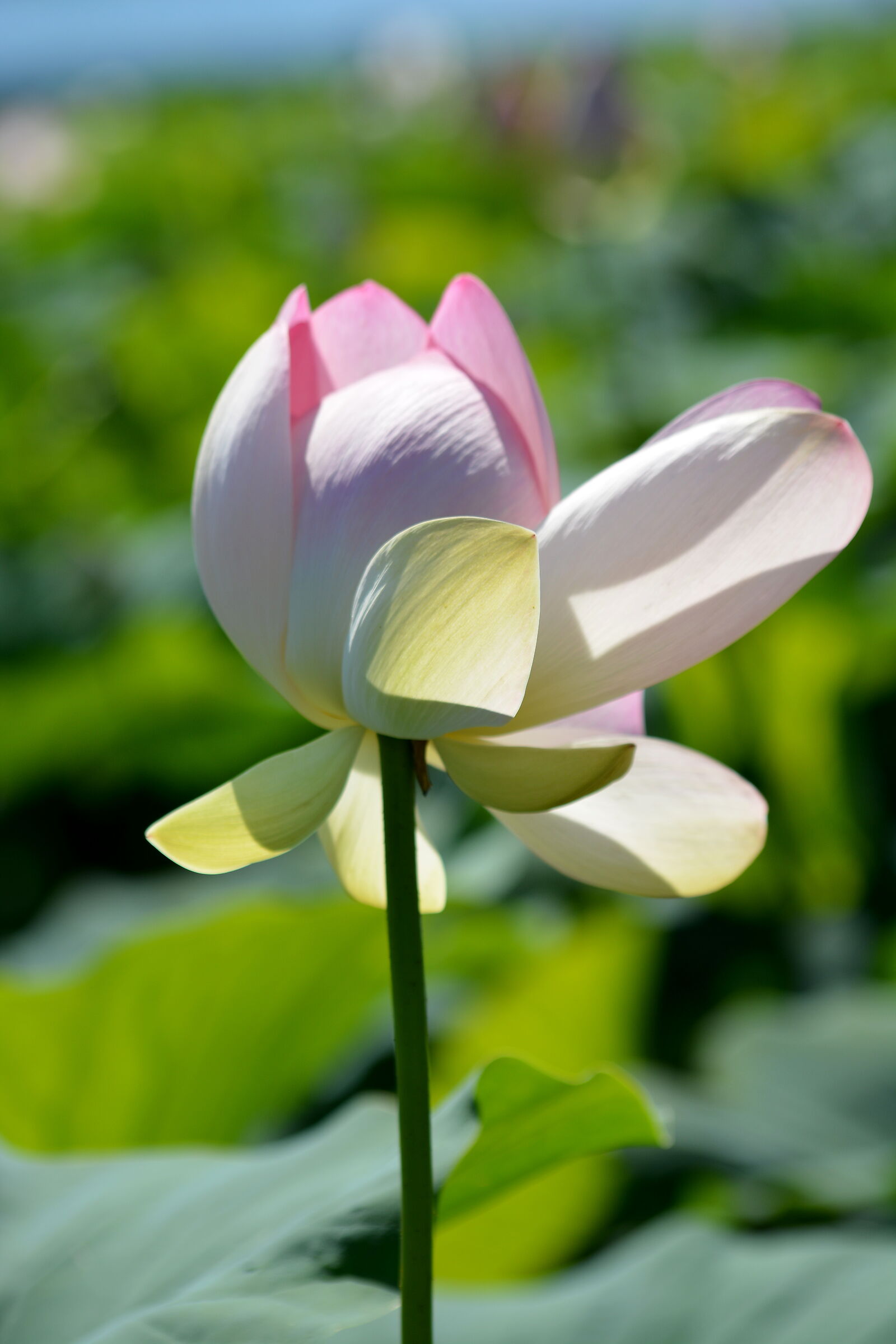 lotus flower