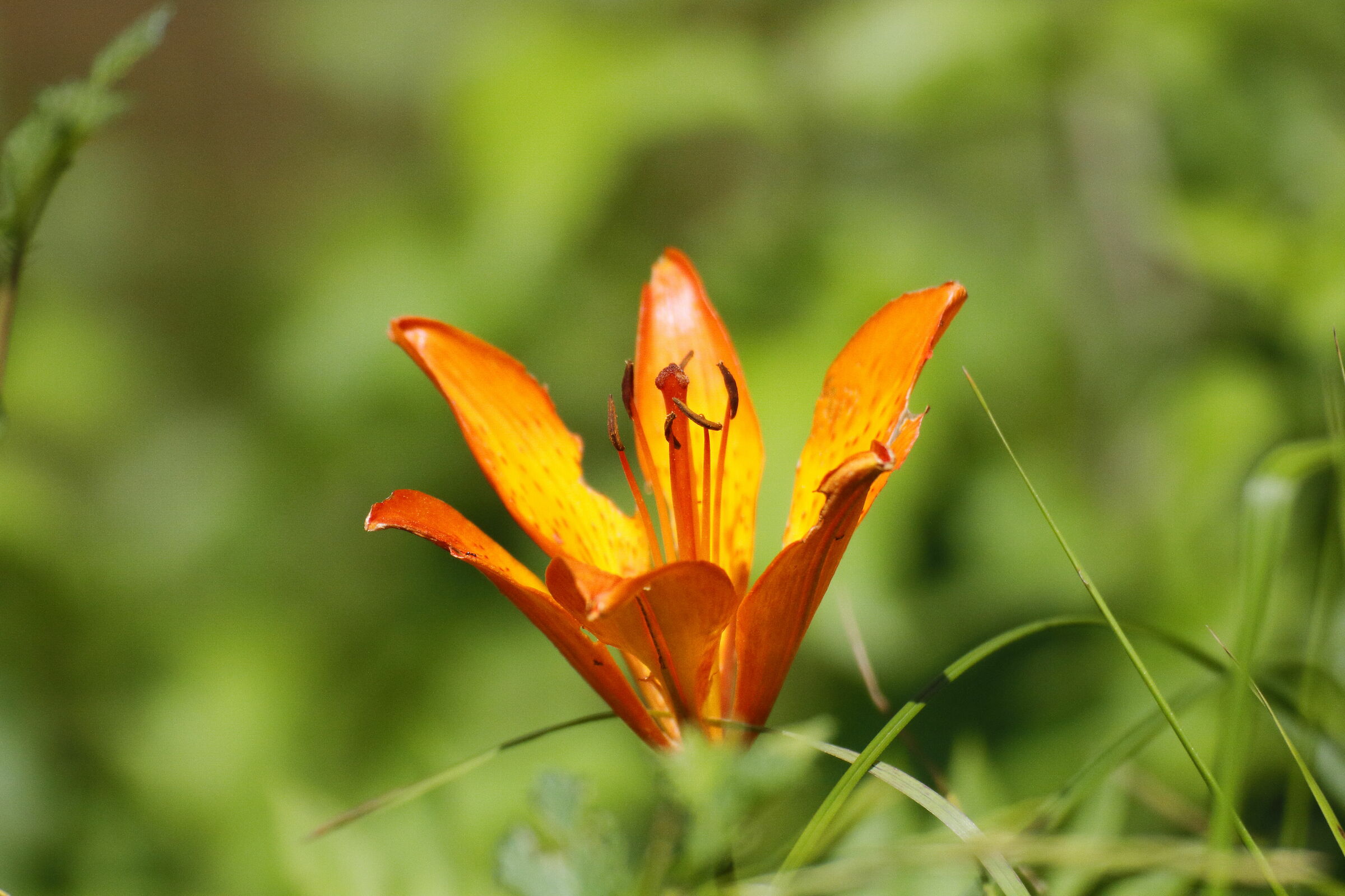 Standing out in this green lawn