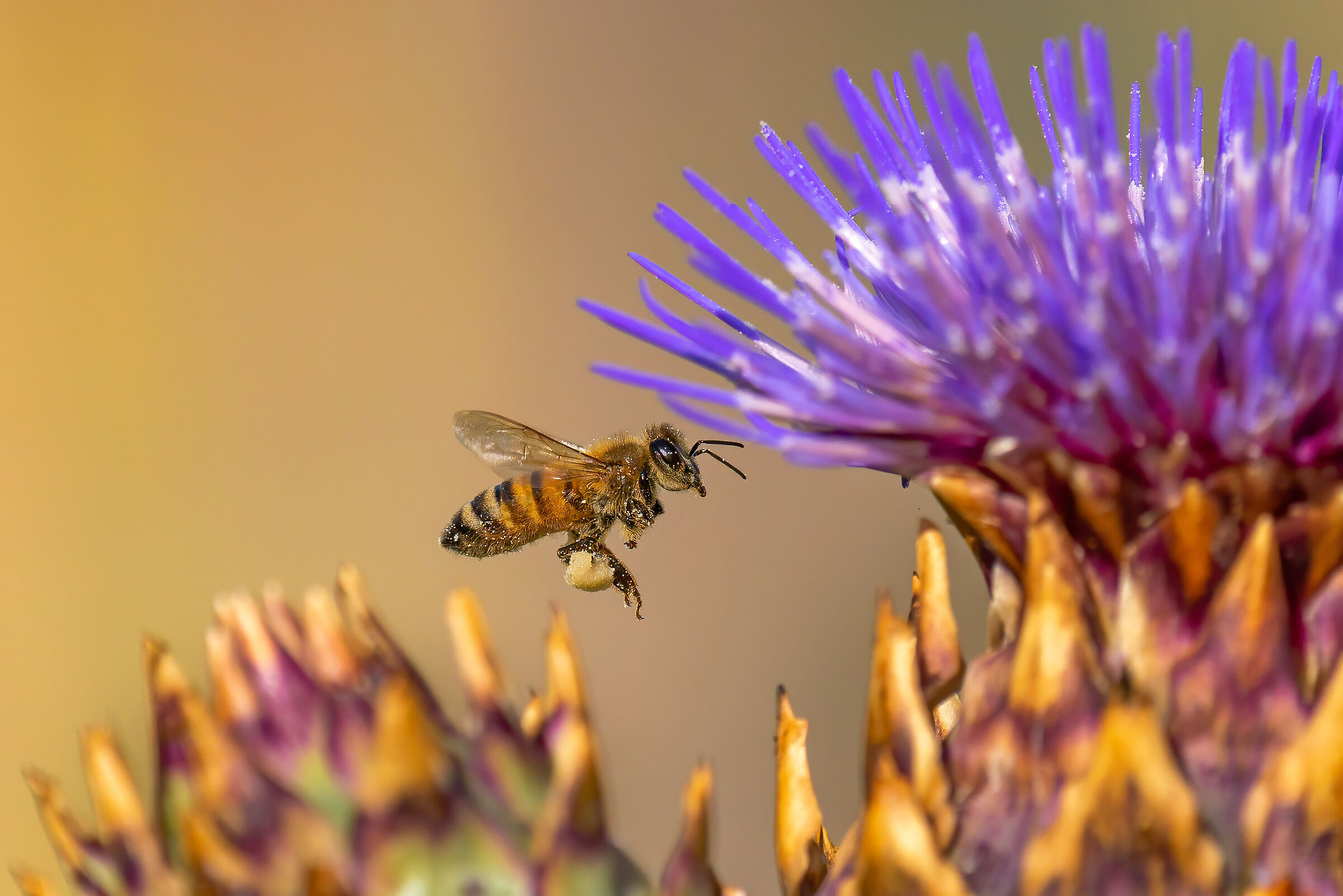 Bees looking for pollen on thistle flowers