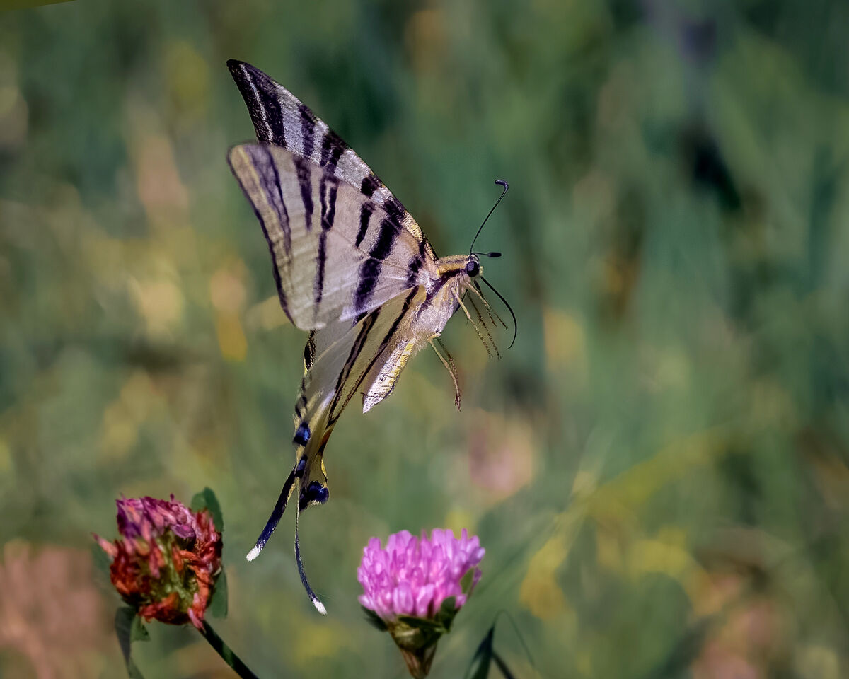 Fluttering podalirium