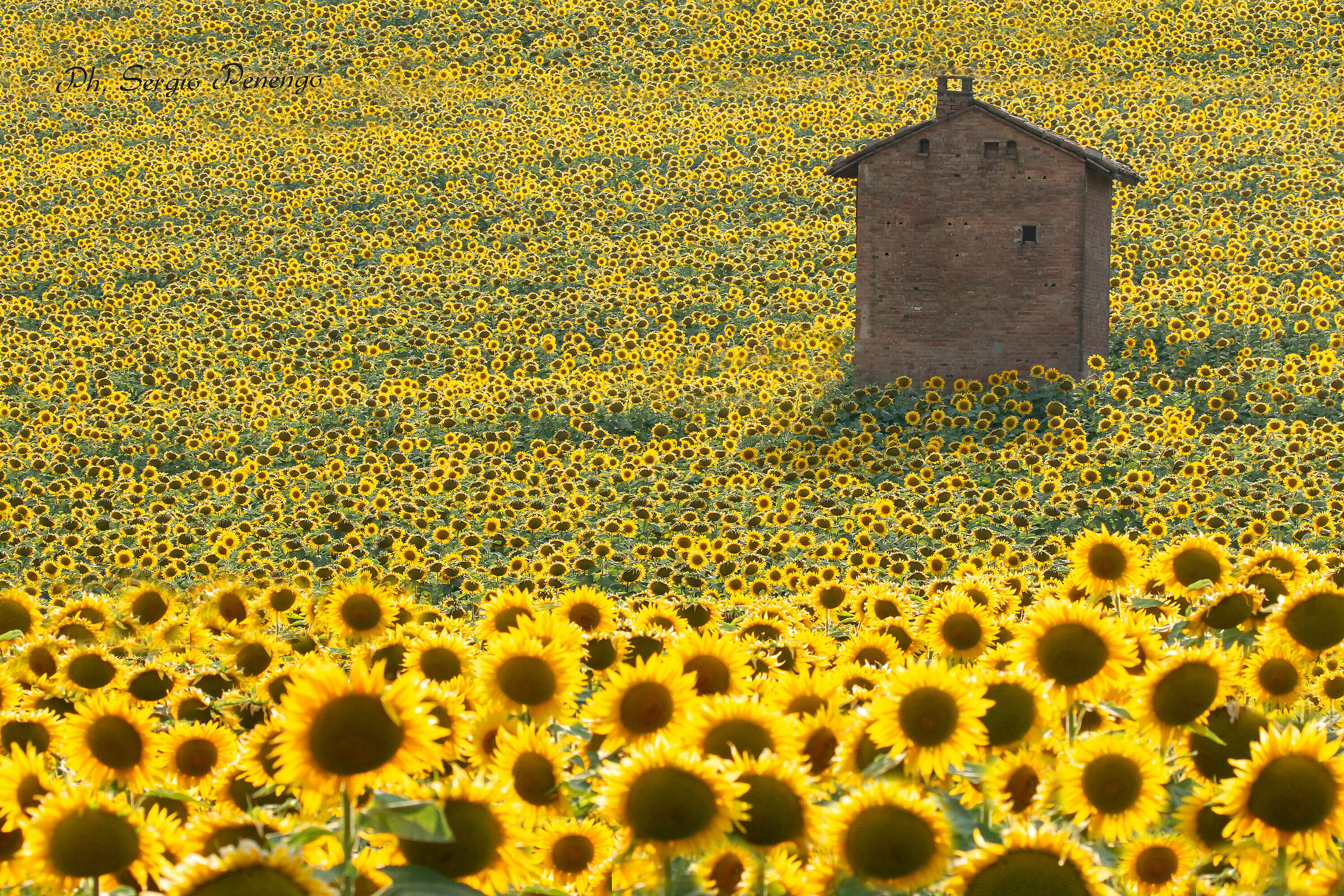 "La casa tra i Girasoli"