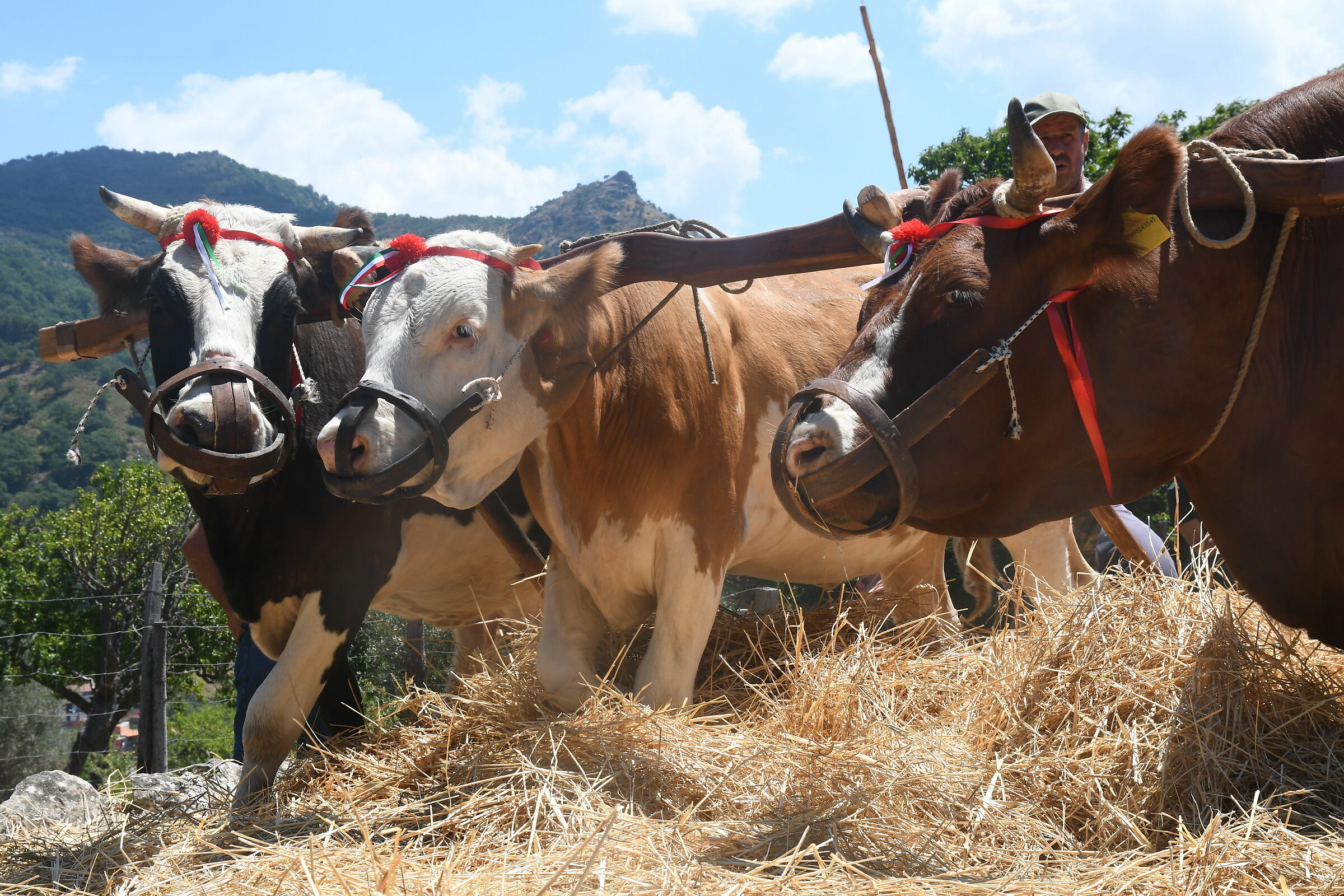 heifers at work
