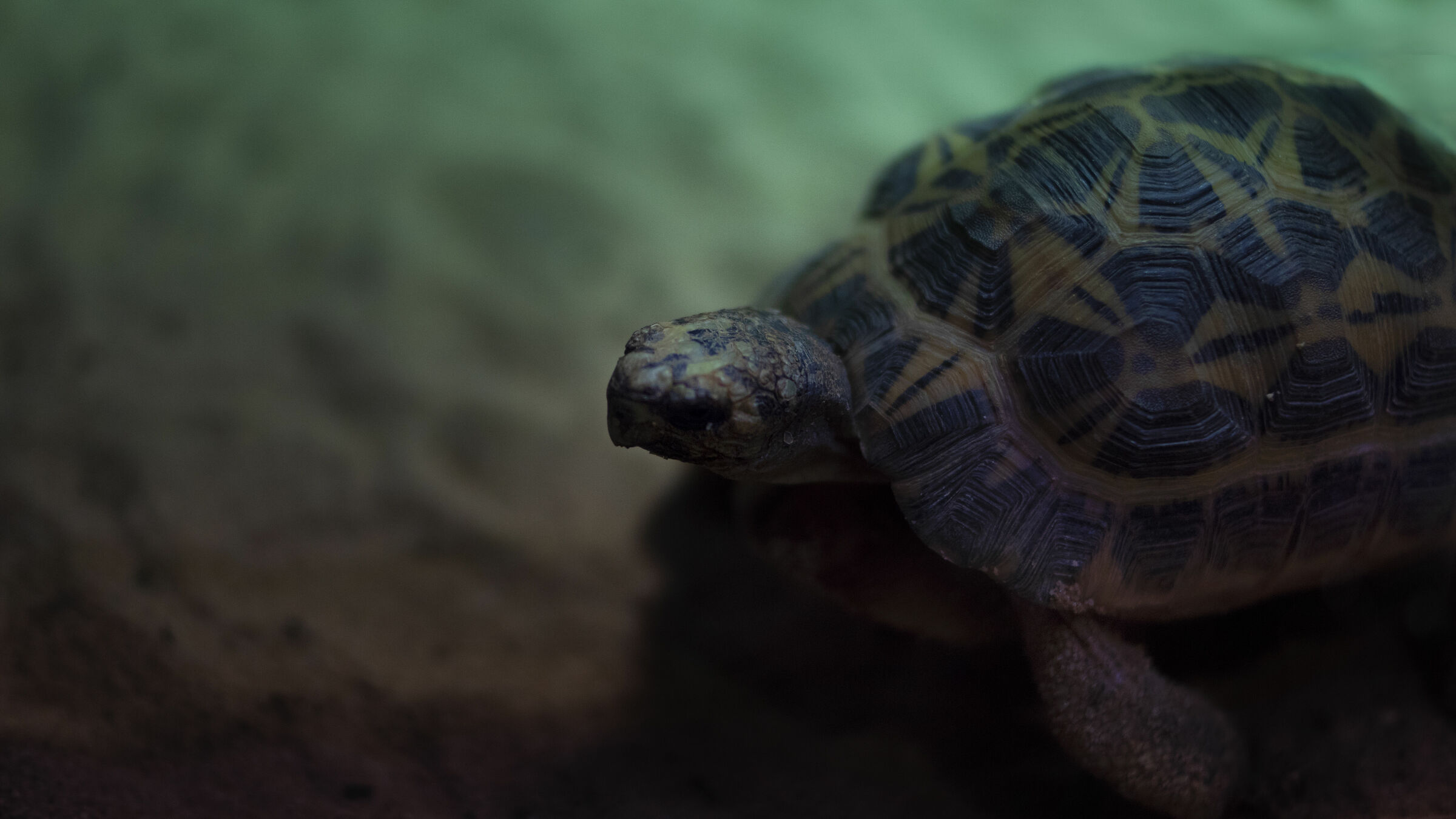 Tartaruga 1