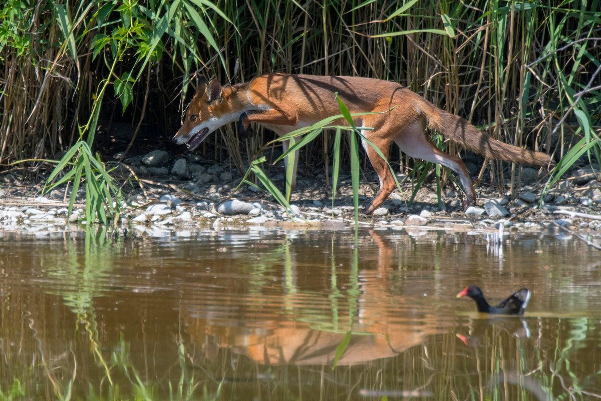 La volpe e la gallinella