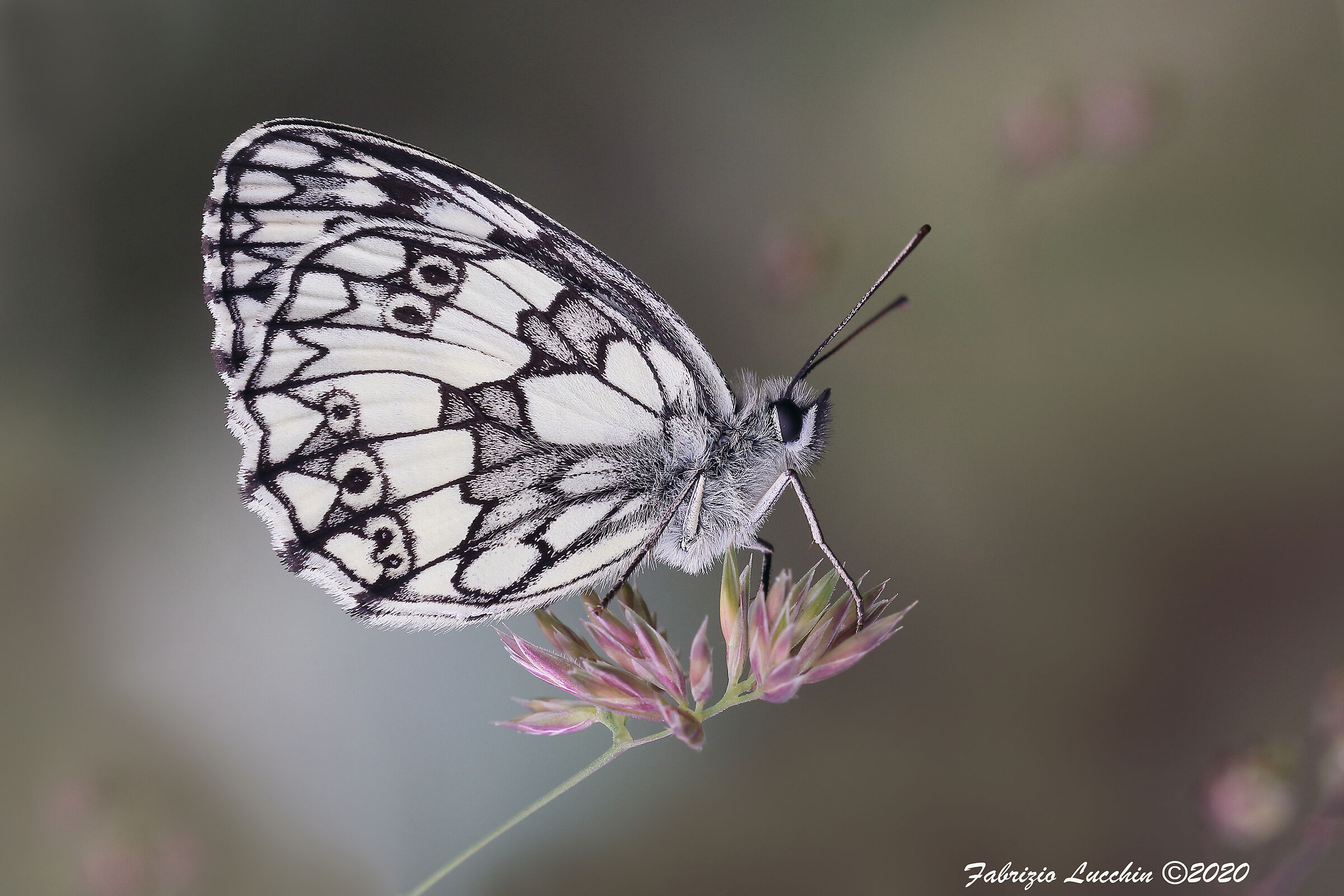 Melanargia galathea