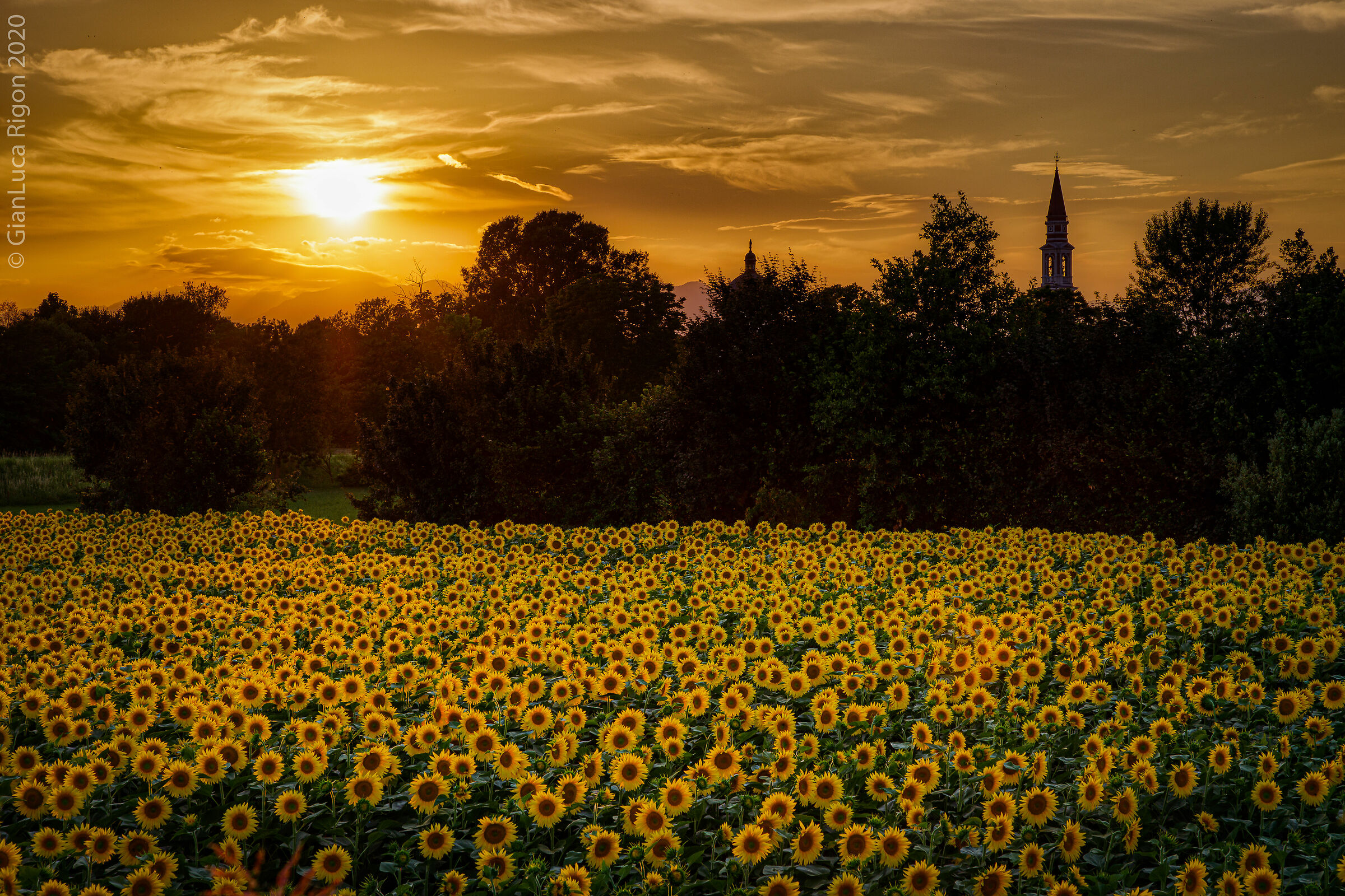 Girasoli al tramonto