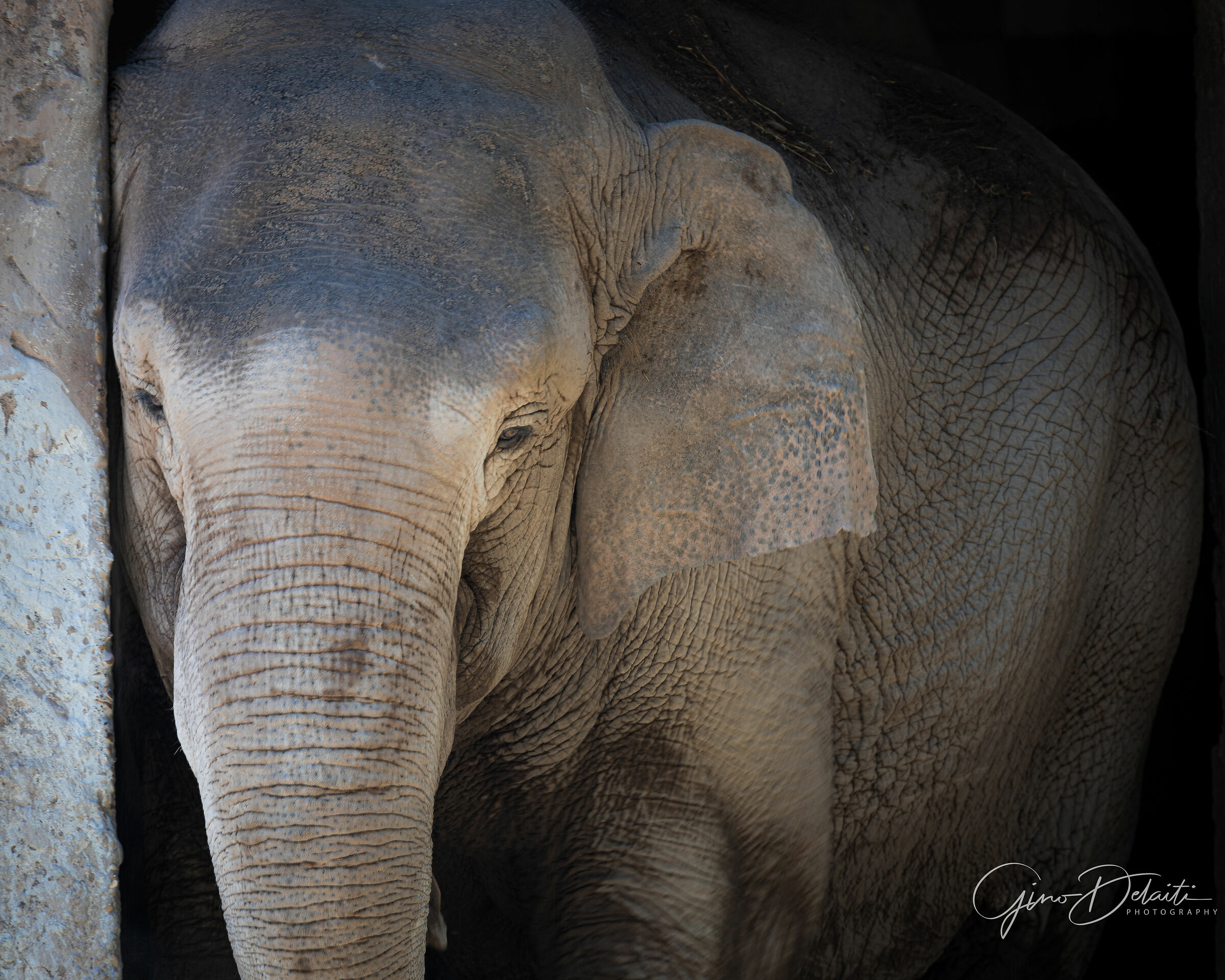 Elefante