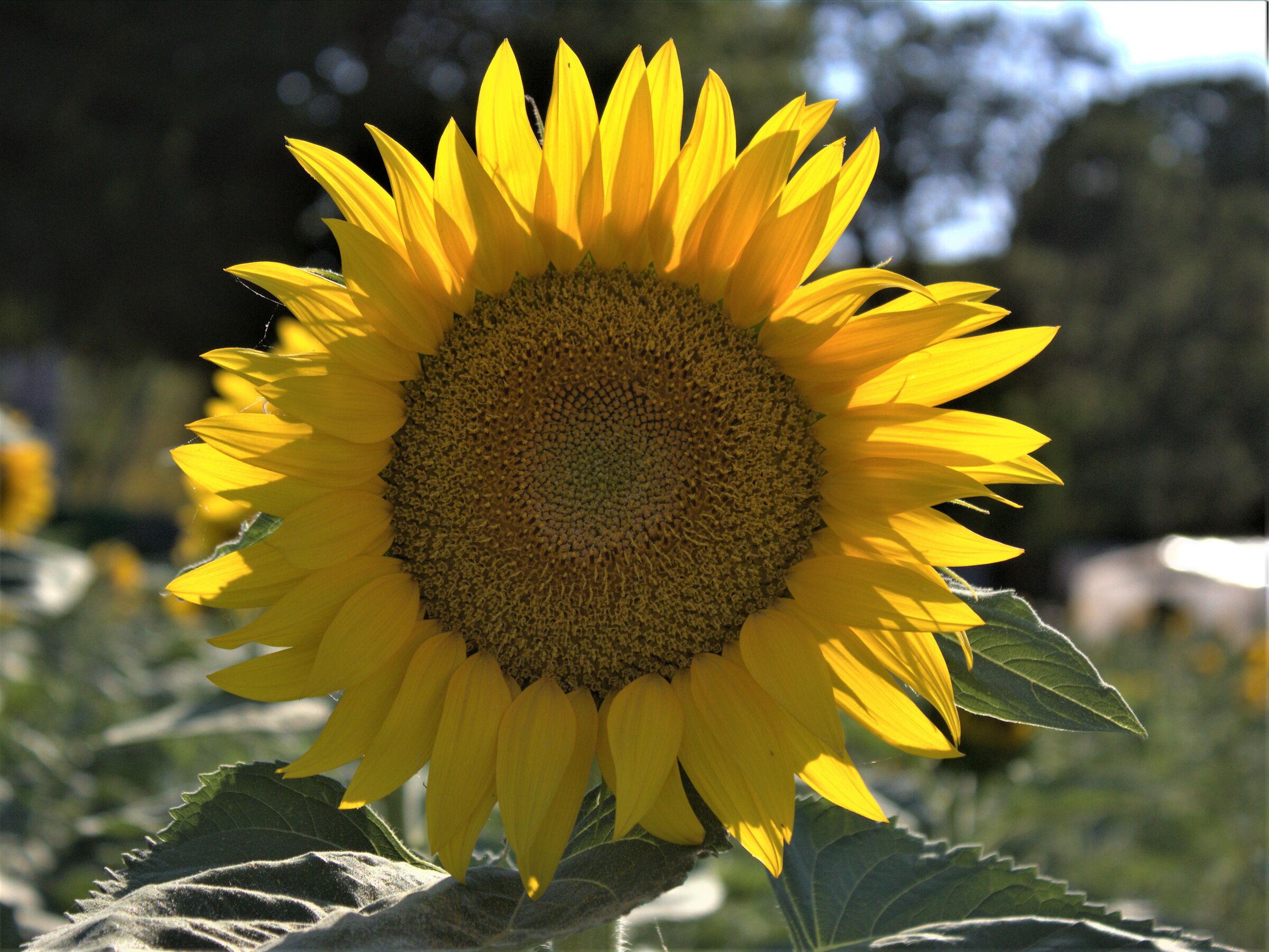 girasole