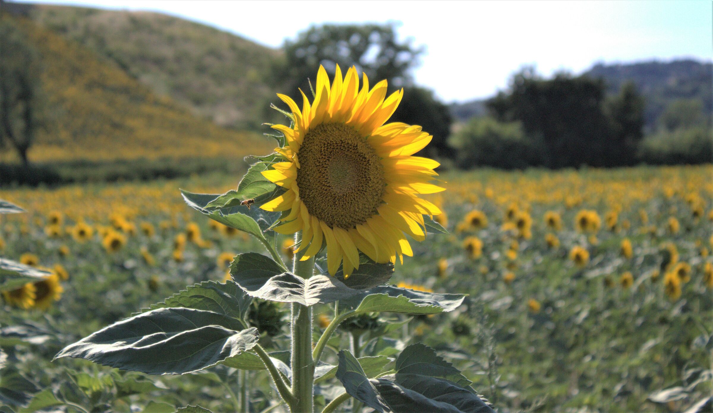 girasole
