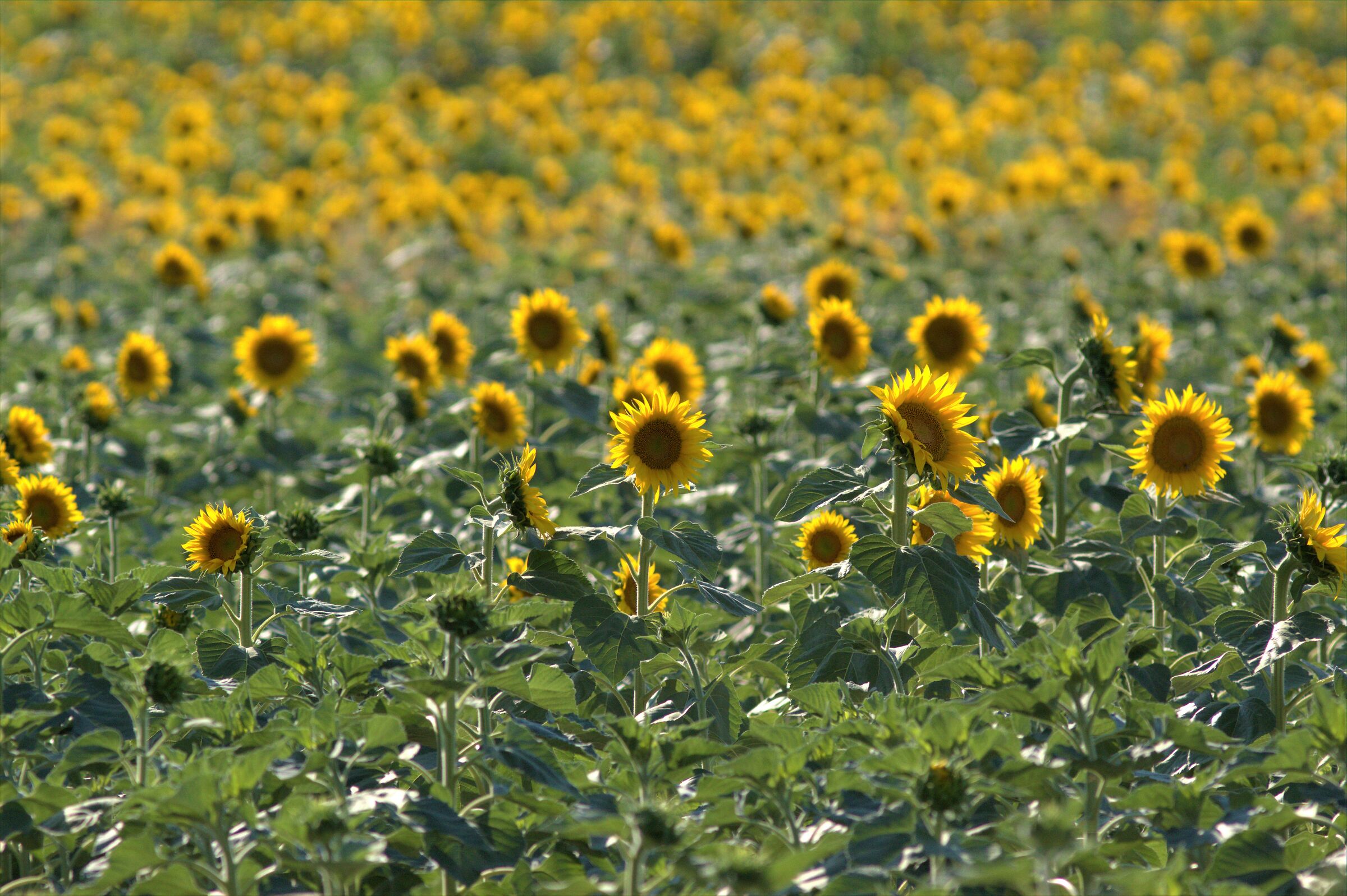 girasoli