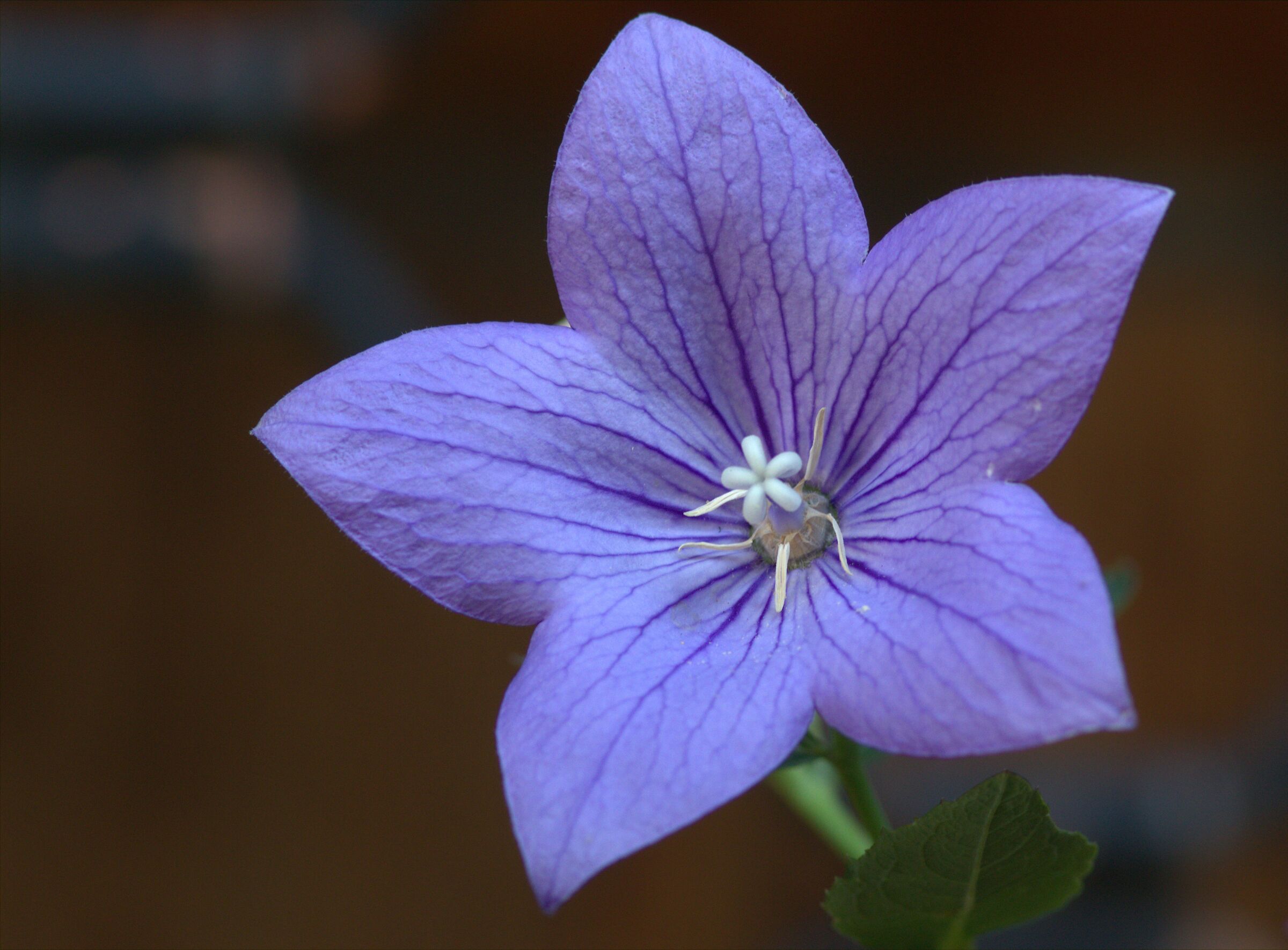 campanula