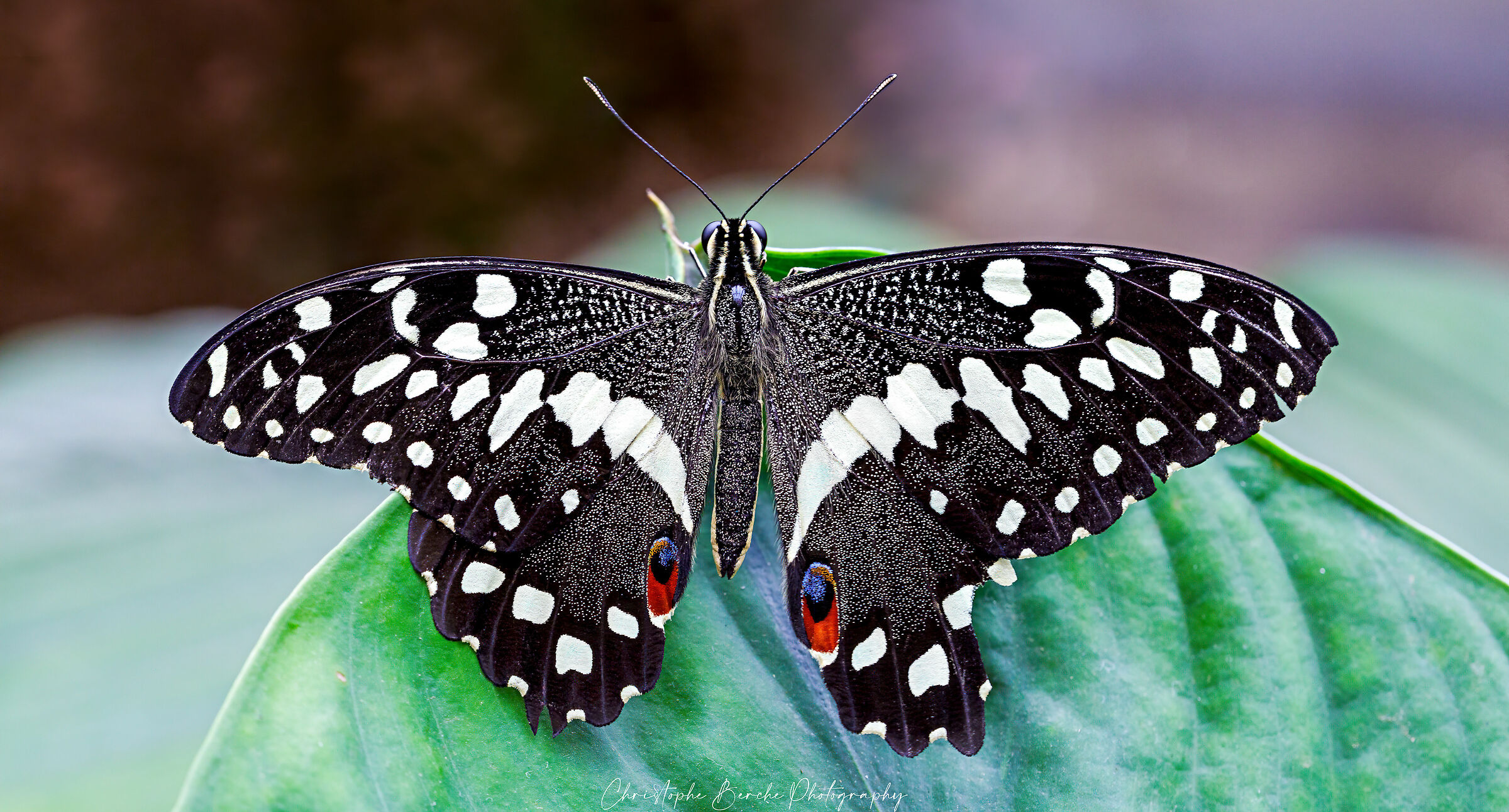 Papilio demodocus