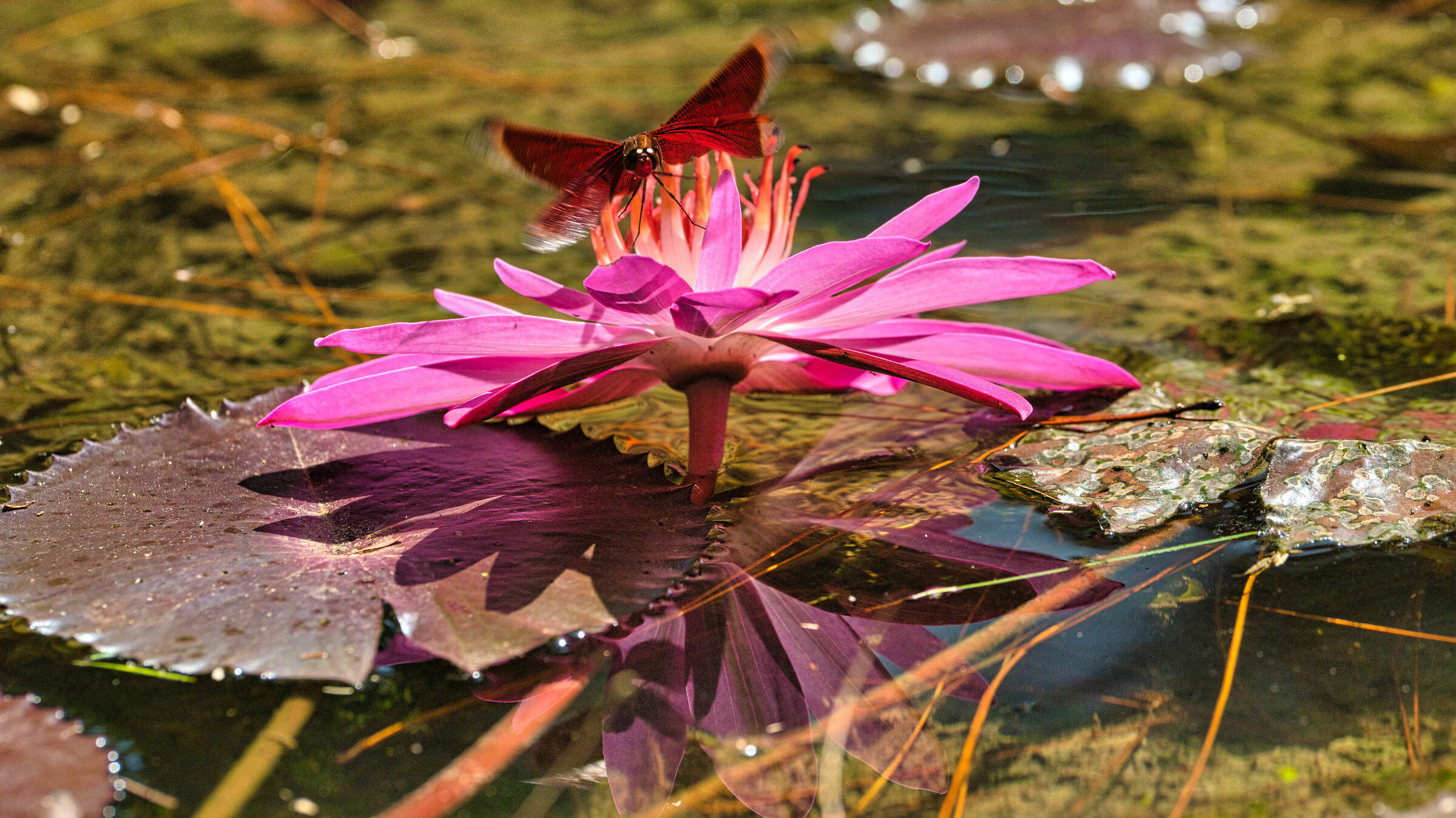 libellula sul loto