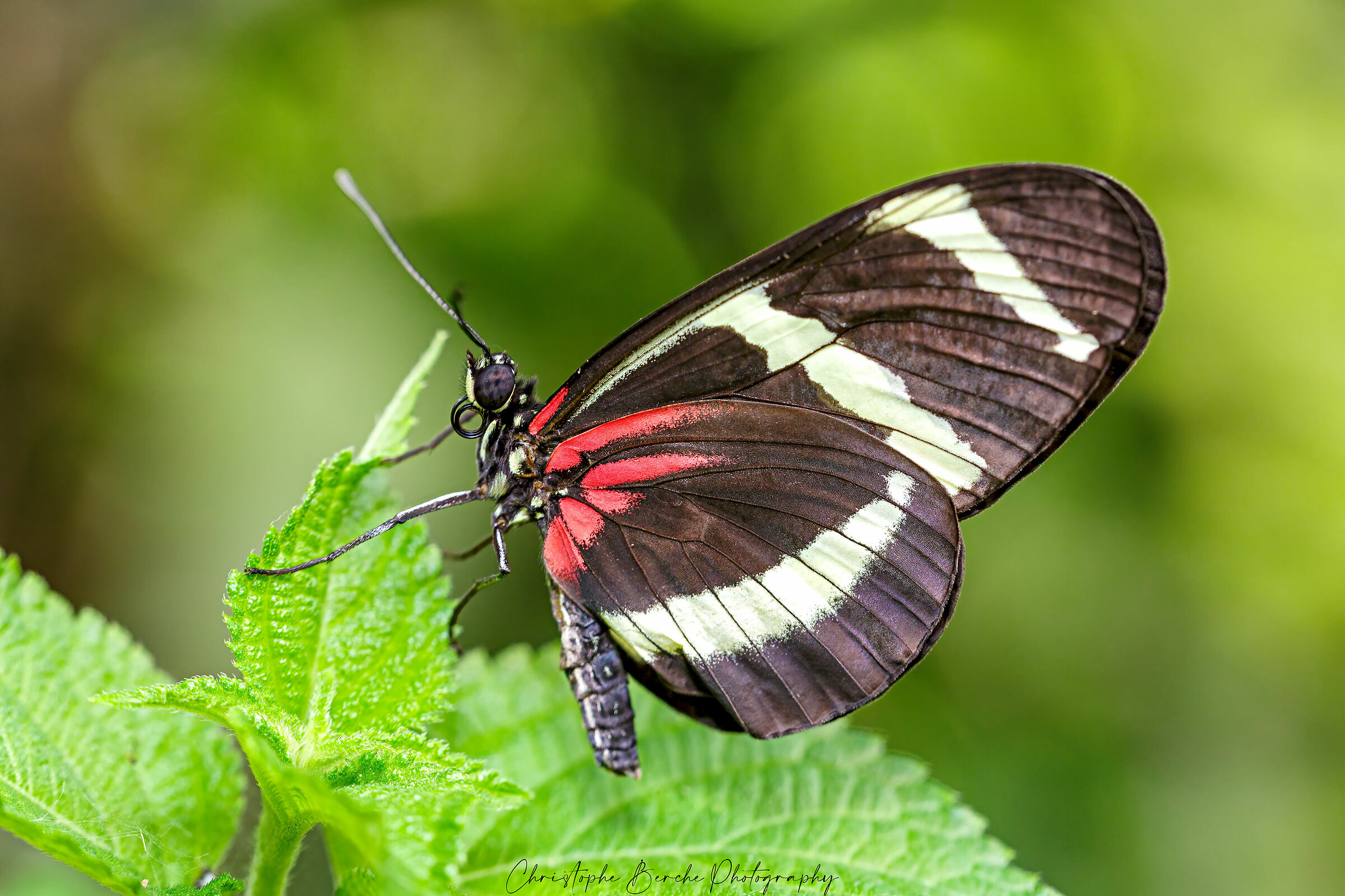 Heliconius cydno