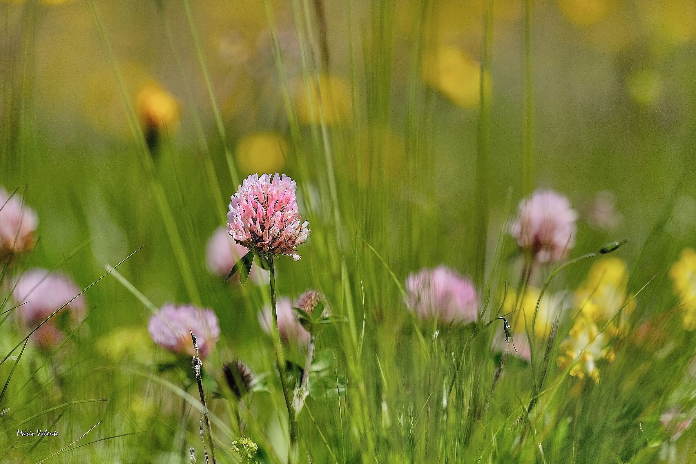 Fioritura in alta quota