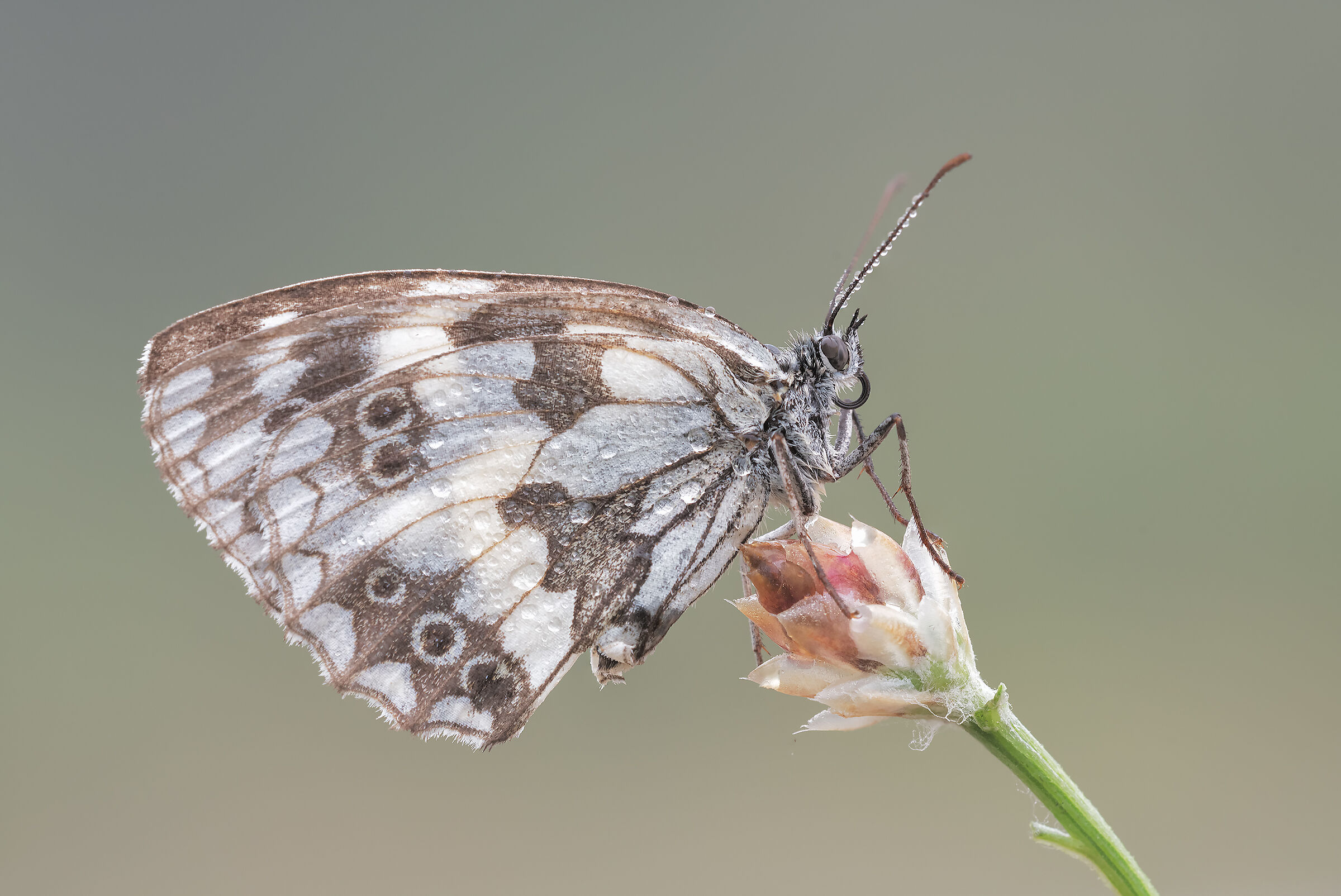 Melanargia galathea