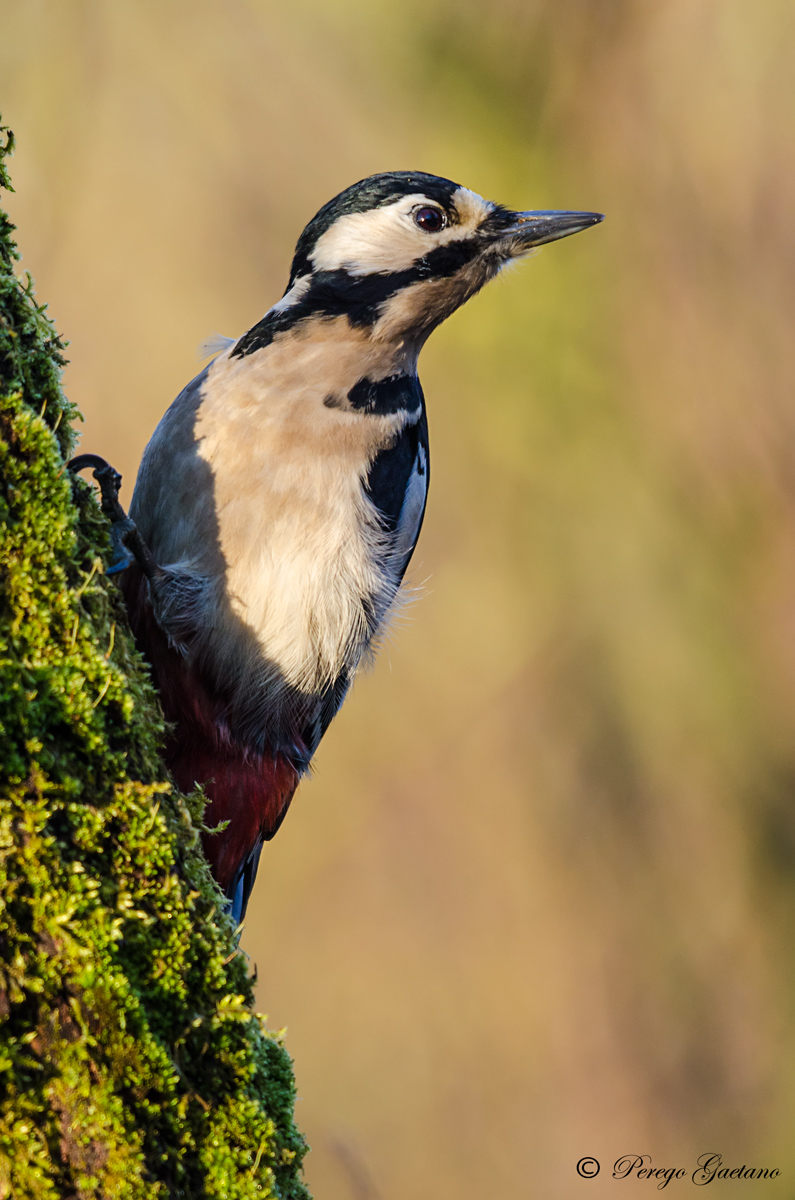 picchio rosso maggiore (femmina) 3