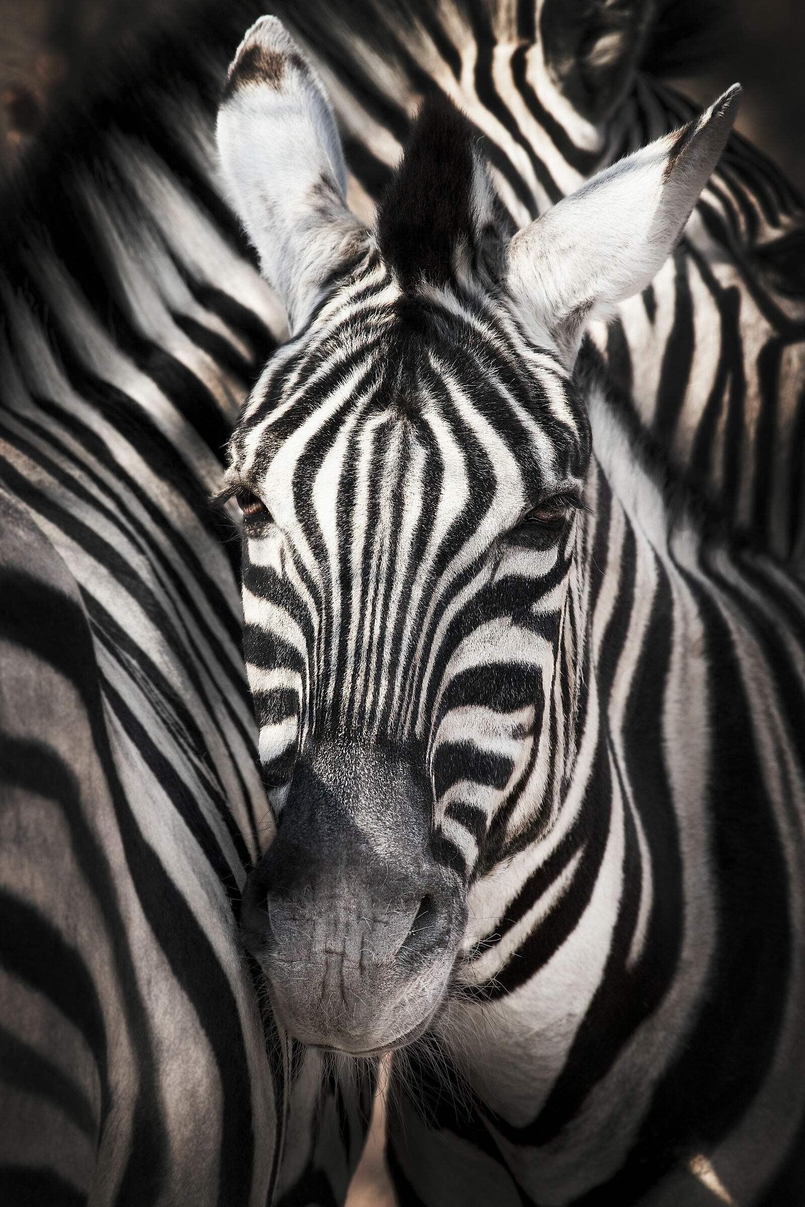 paternal zebra.
