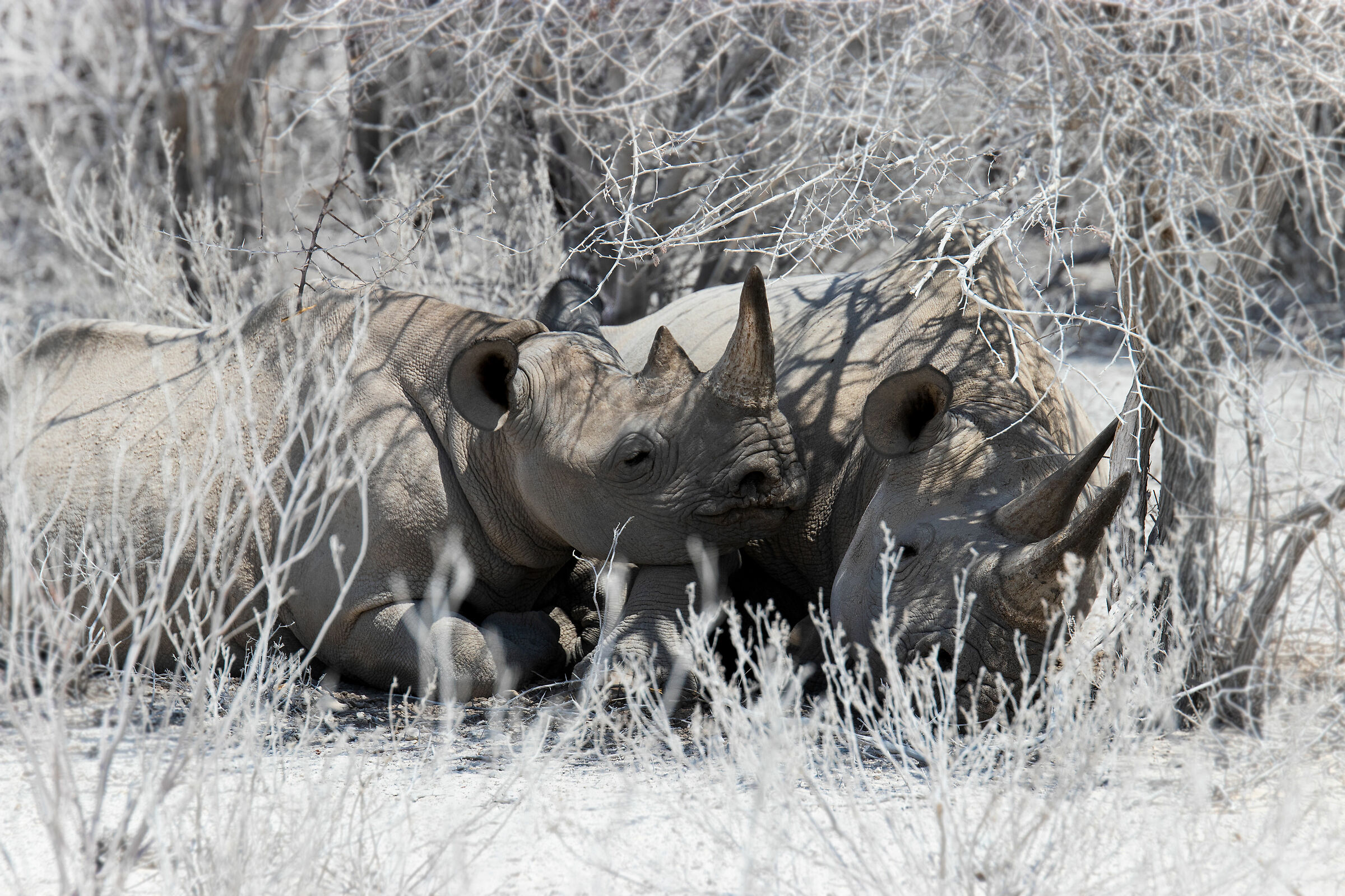black rhinos.