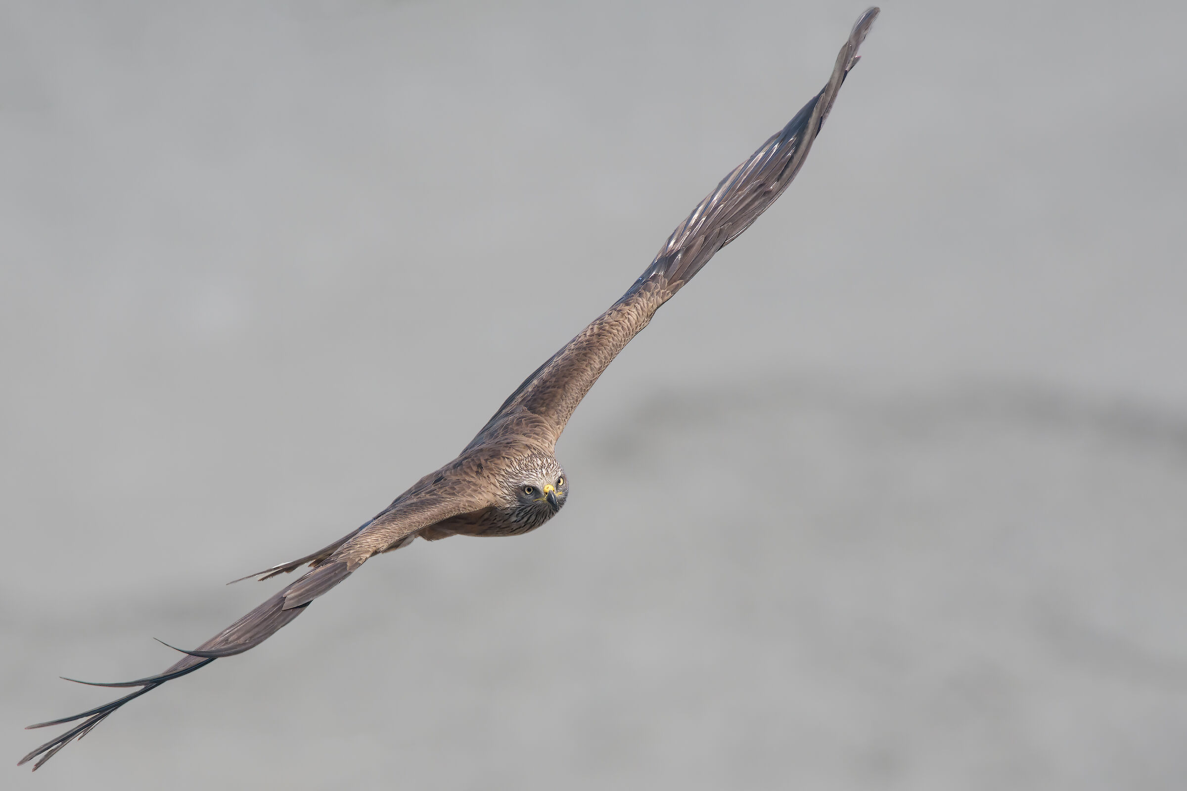 Brown nibbius (Milvus migrans)