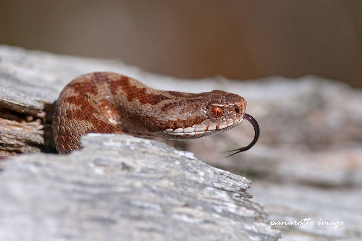 Vipera berus