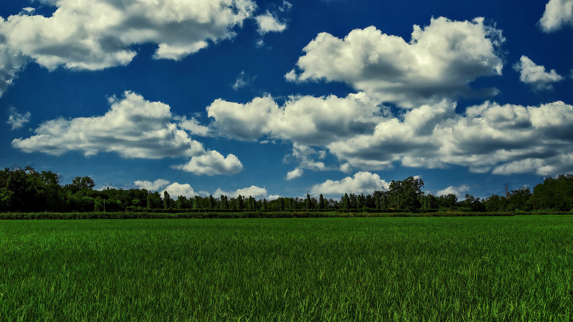 Il riso...l'oro della Lomellina...