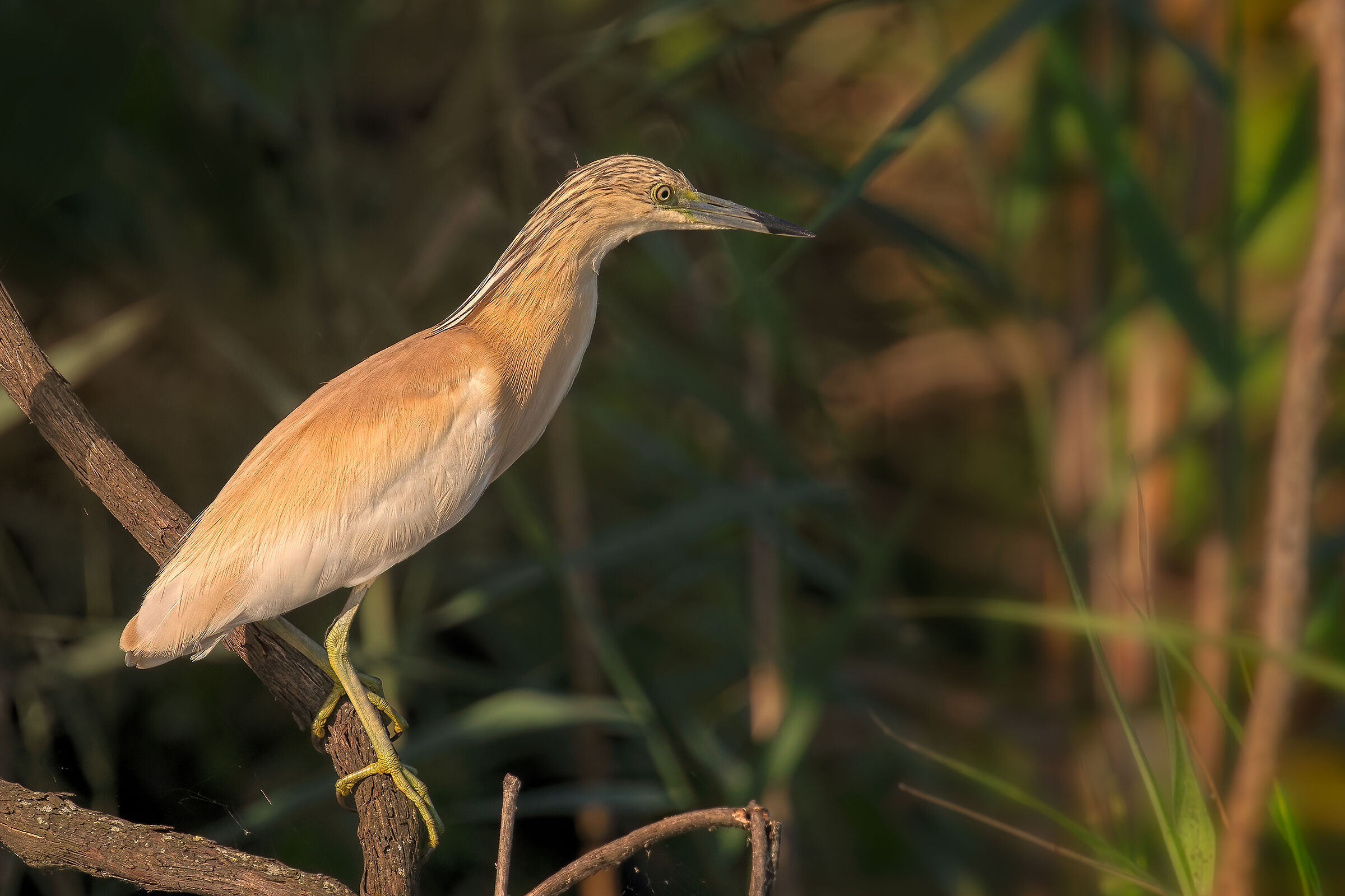Incontri nel Parco del Mincio (mn)