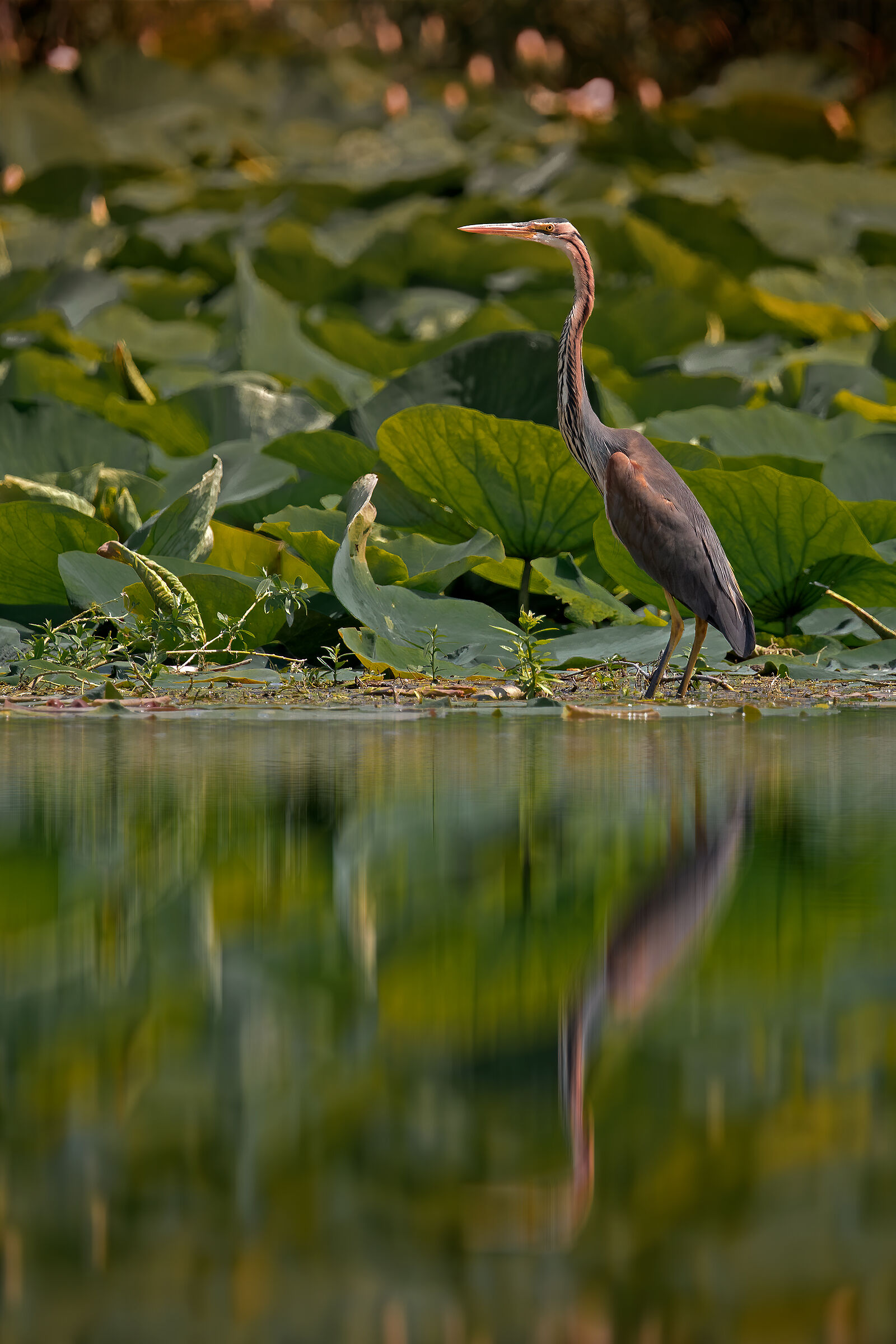 Incontri nel Parco del Mincio (mn)
