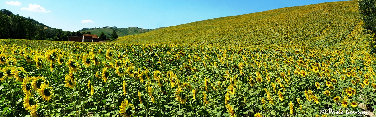 The hill of sunflowers