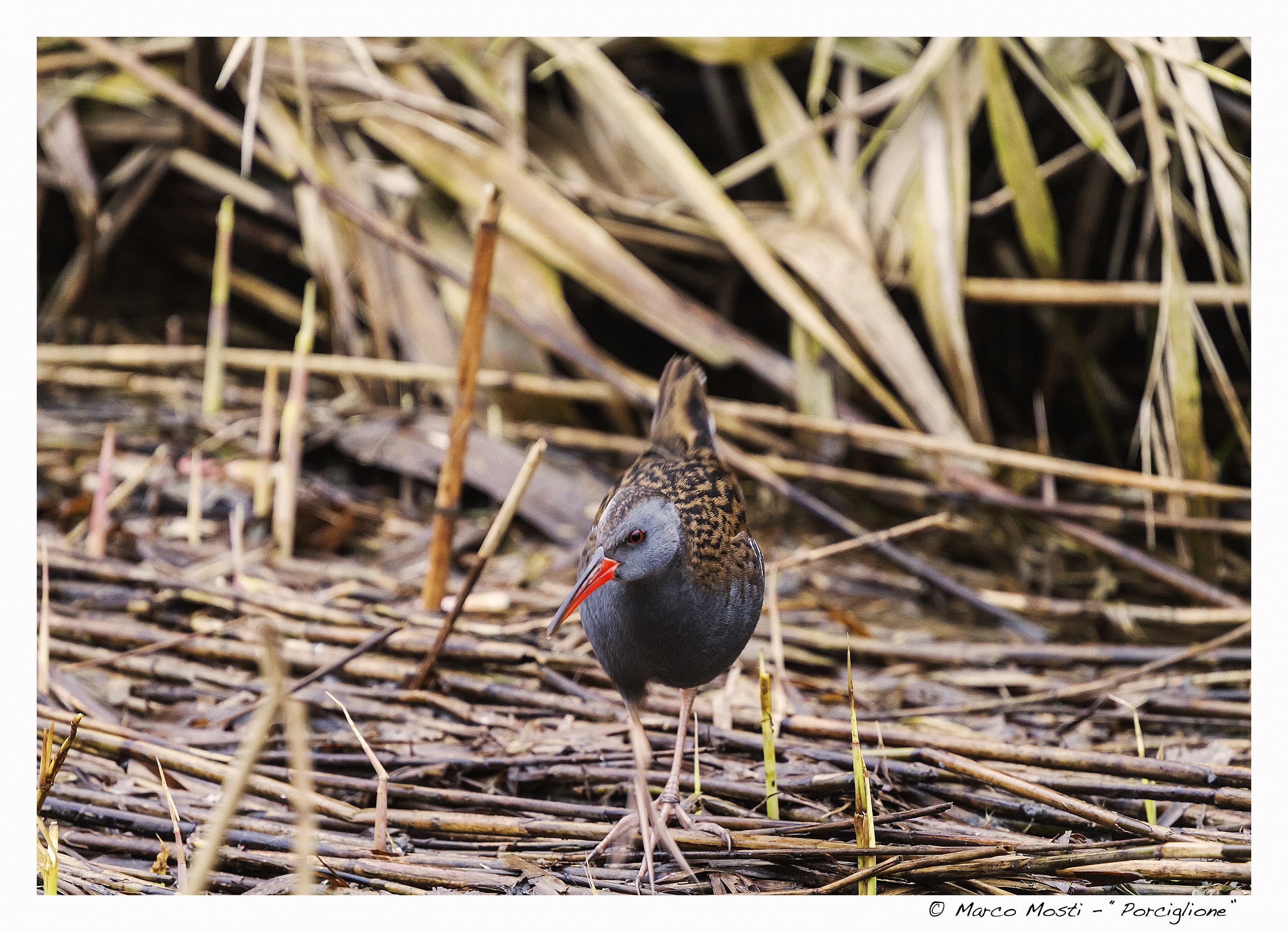 Water Rail suspicious