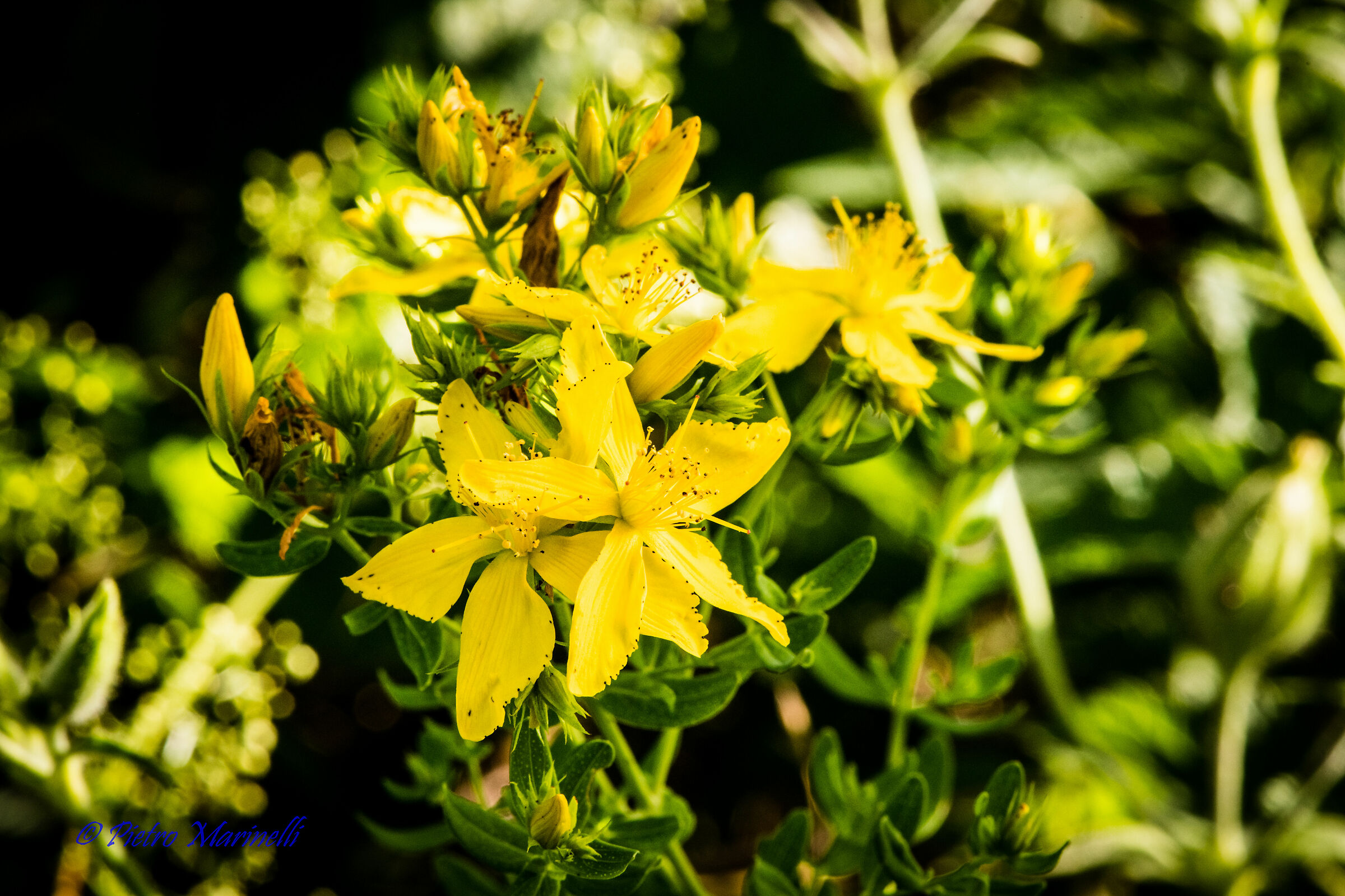 Hypericum