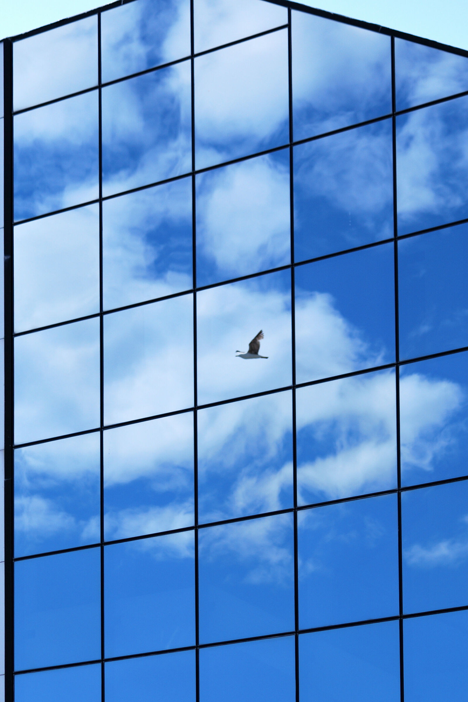 Le ali della libertà... condizionata