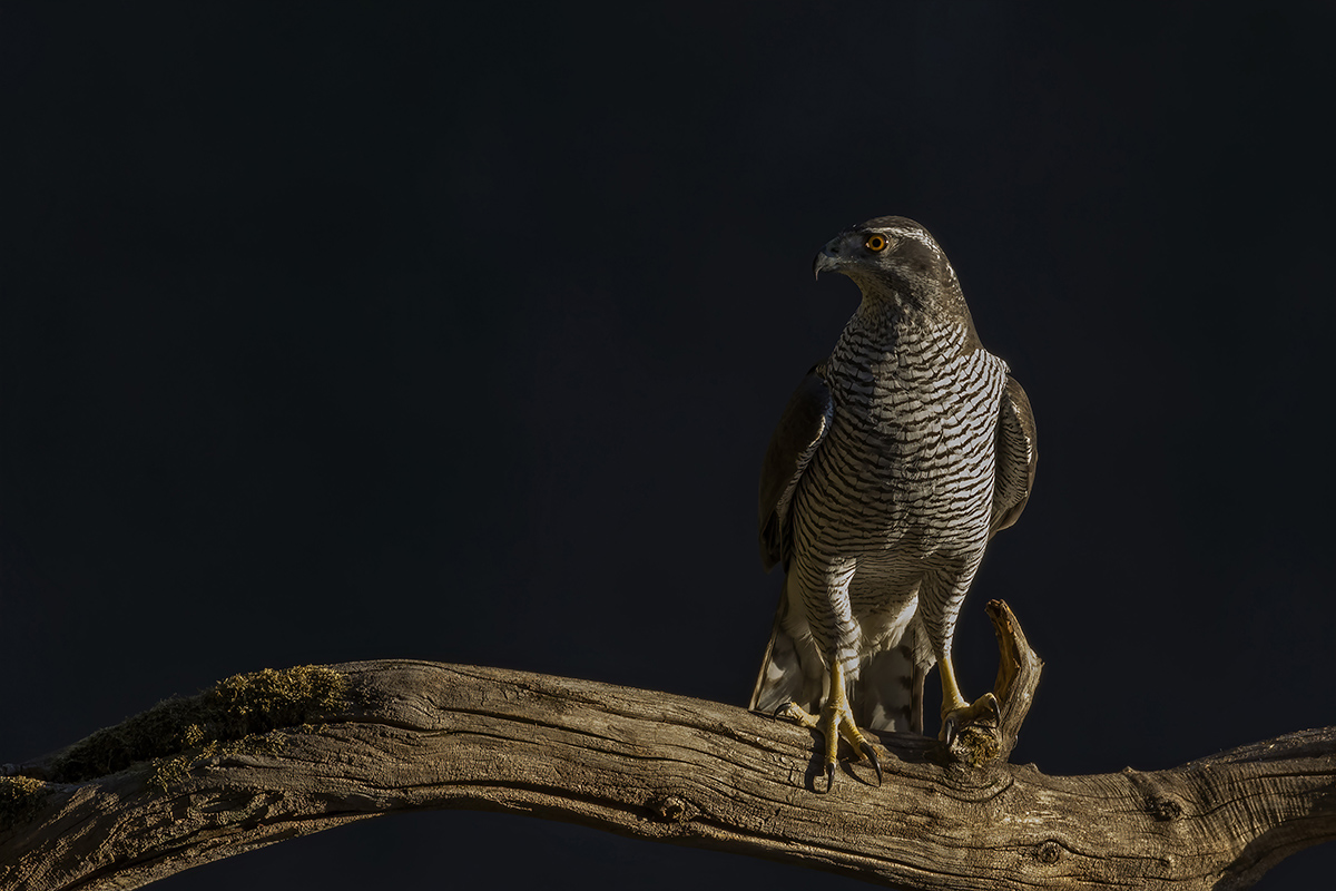 Goshawk