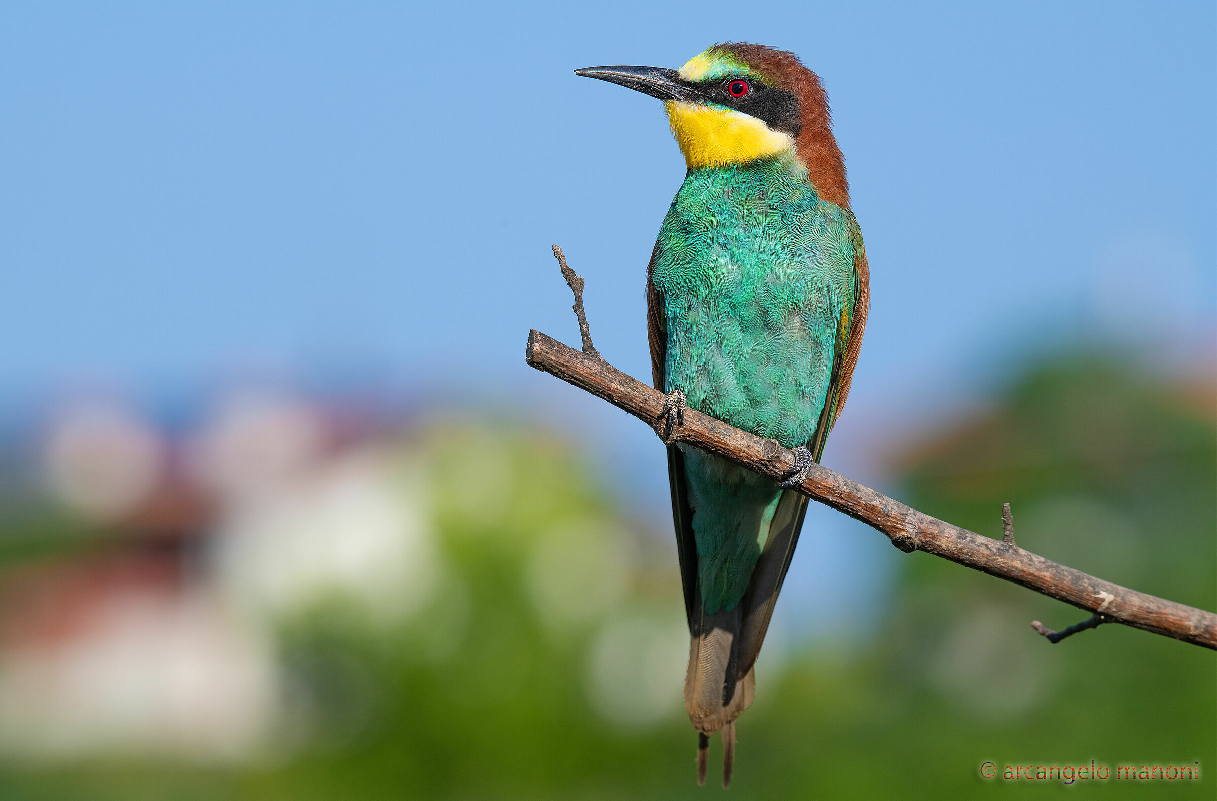 That welcome invader: Gruccione