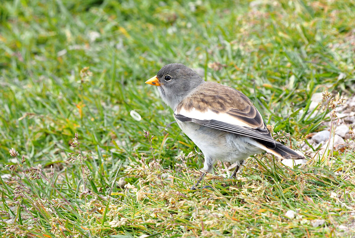 Small ball of feathers