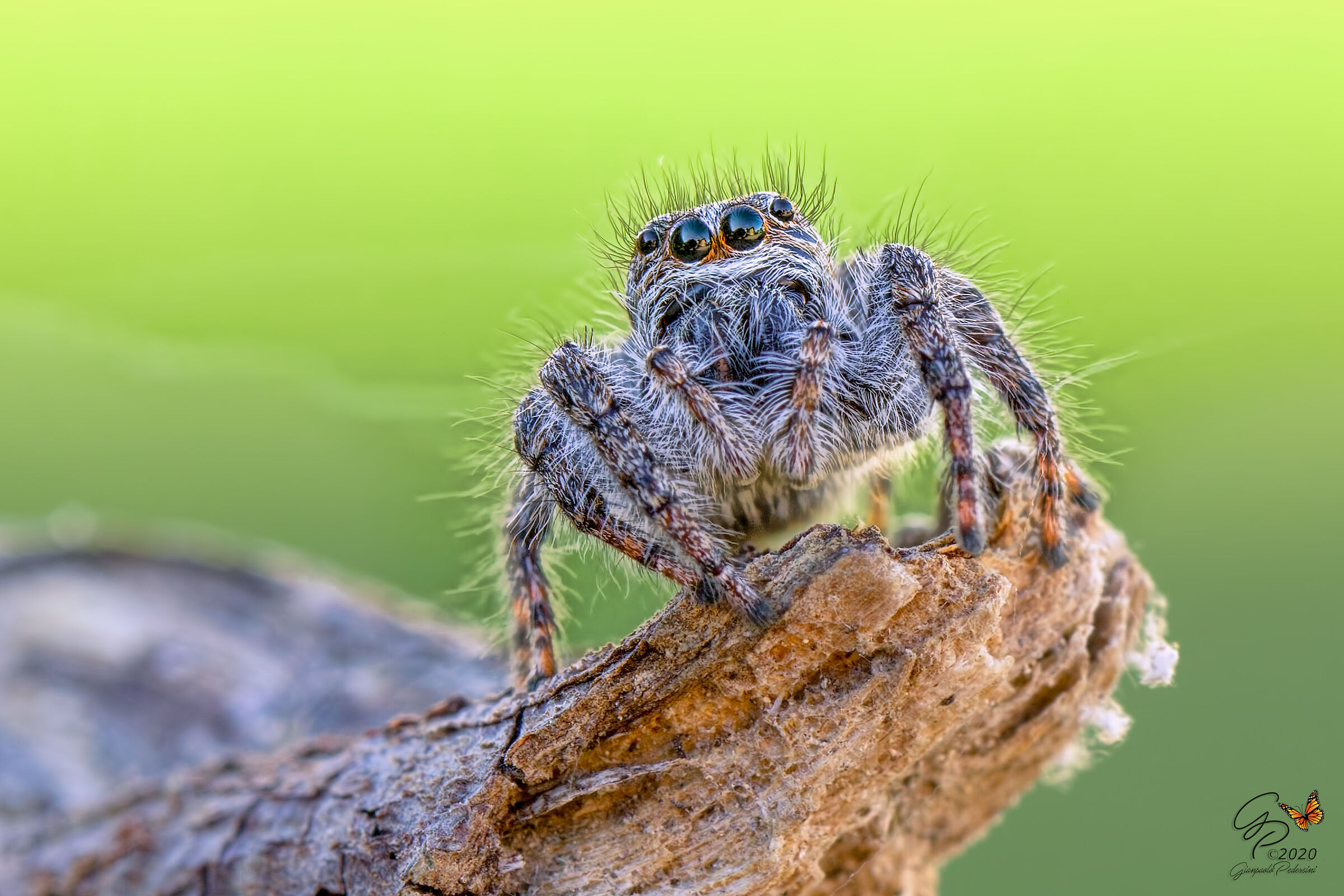Jumping spider