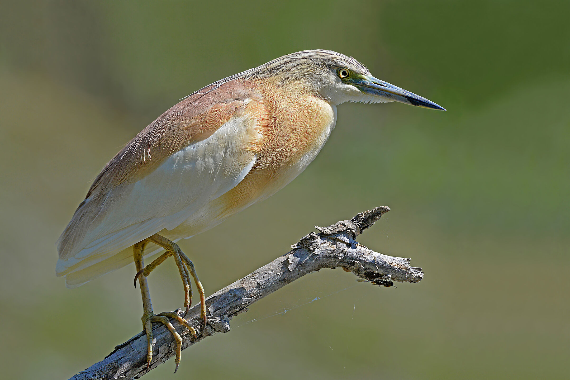 Storie di piume   4   ( Sgarza ciuffetto )