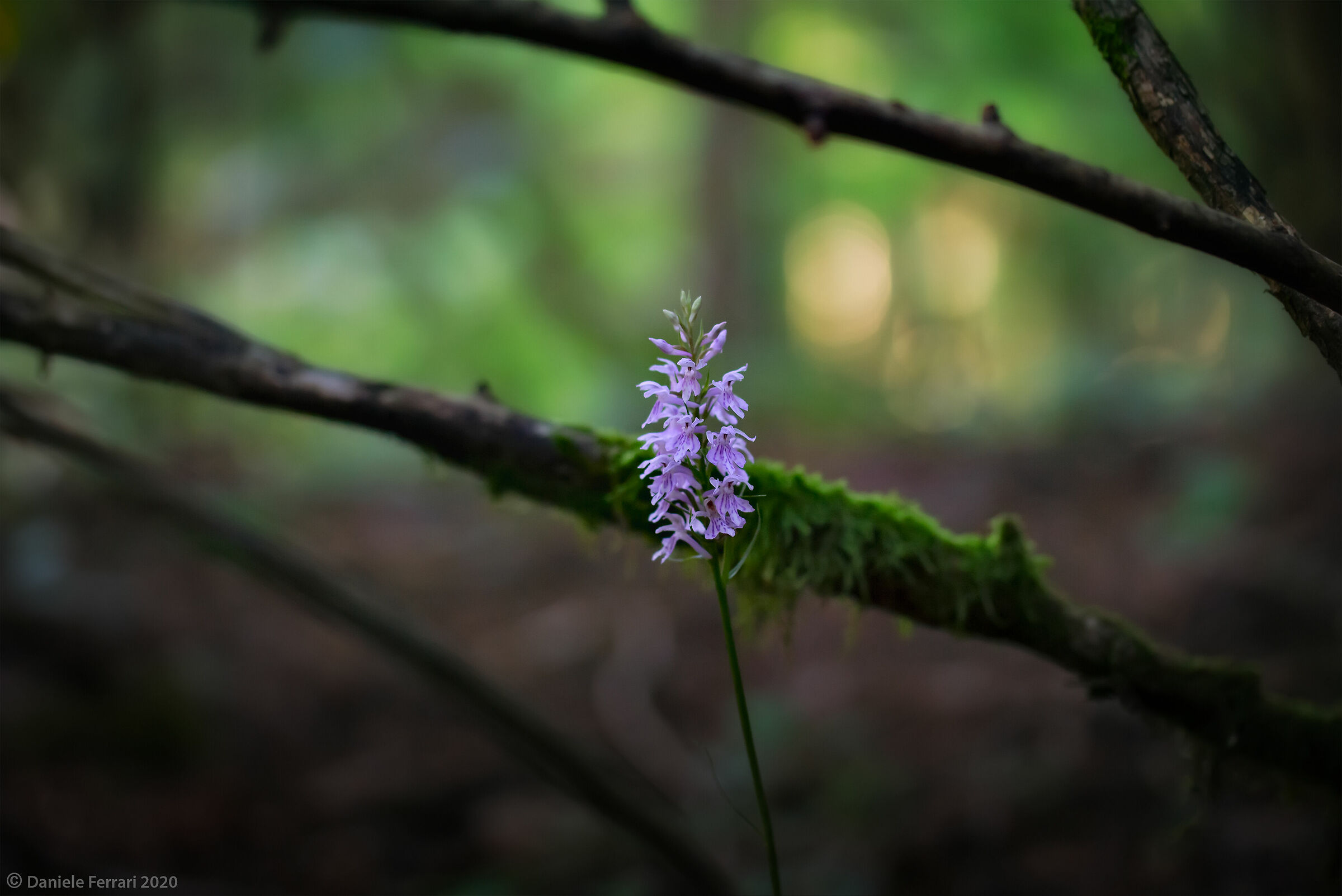 Dactylorhiza fuchsii