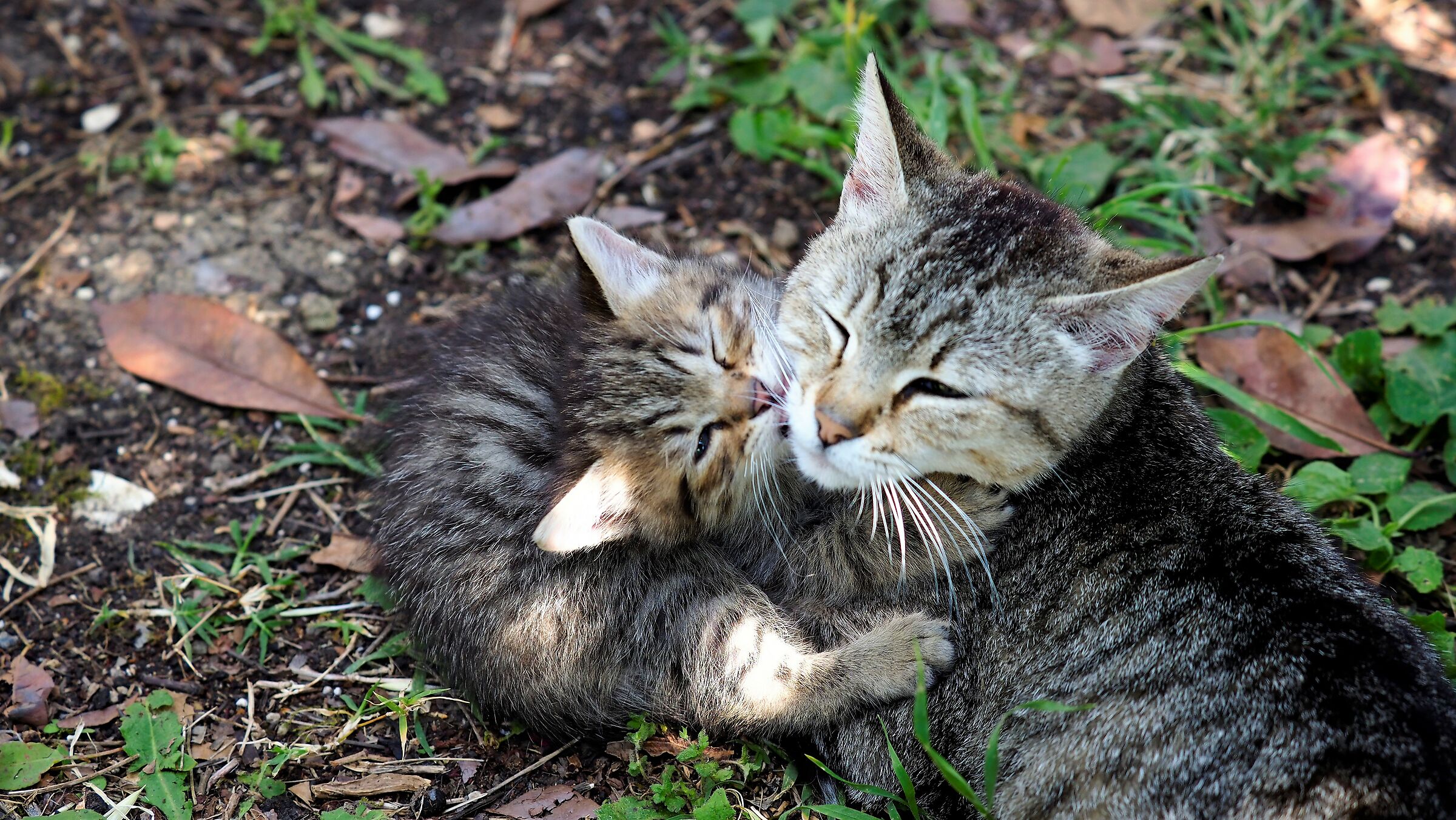 Cara, bella dolce mammina