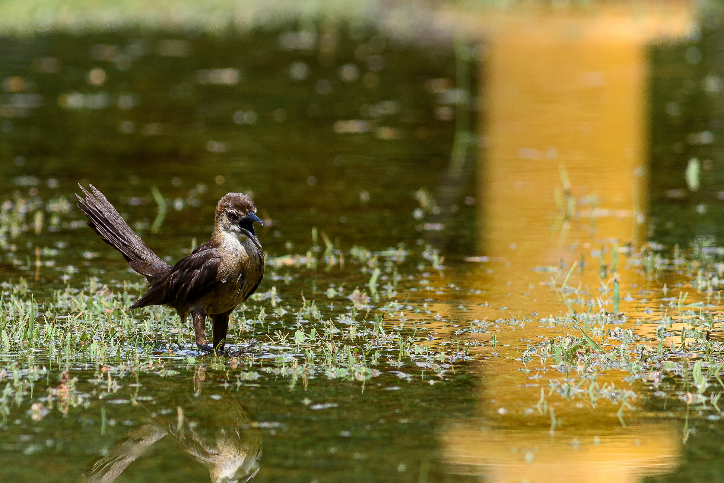 Grande Grackle coda